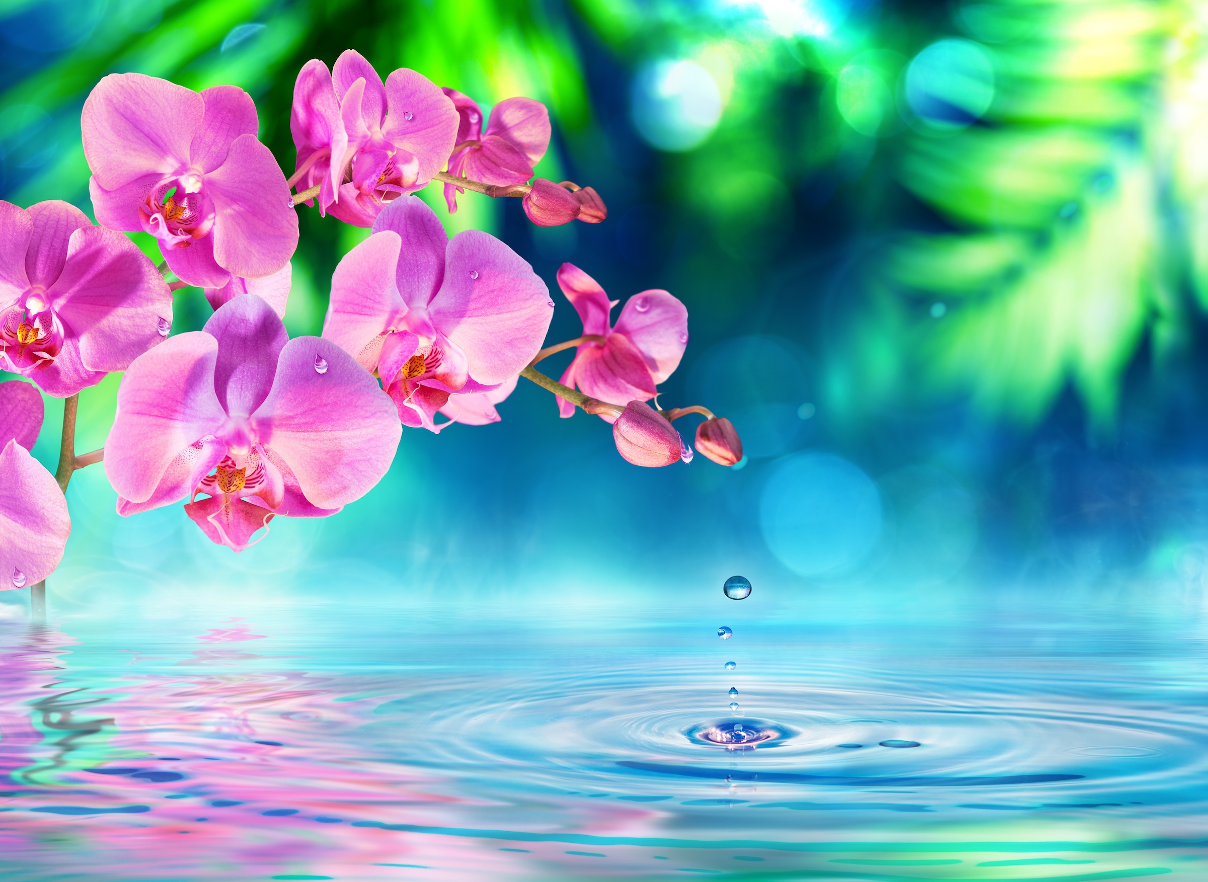 Image of Papermoon Fototapete "Zen Orchid and Droplets" glatt