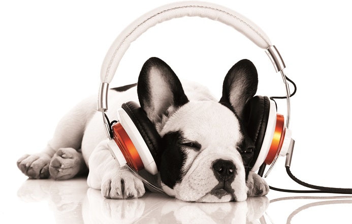 Leinwandbild günstig »Hund kaufen (1 St.) Bönninghoff mit Kopfhörer«,