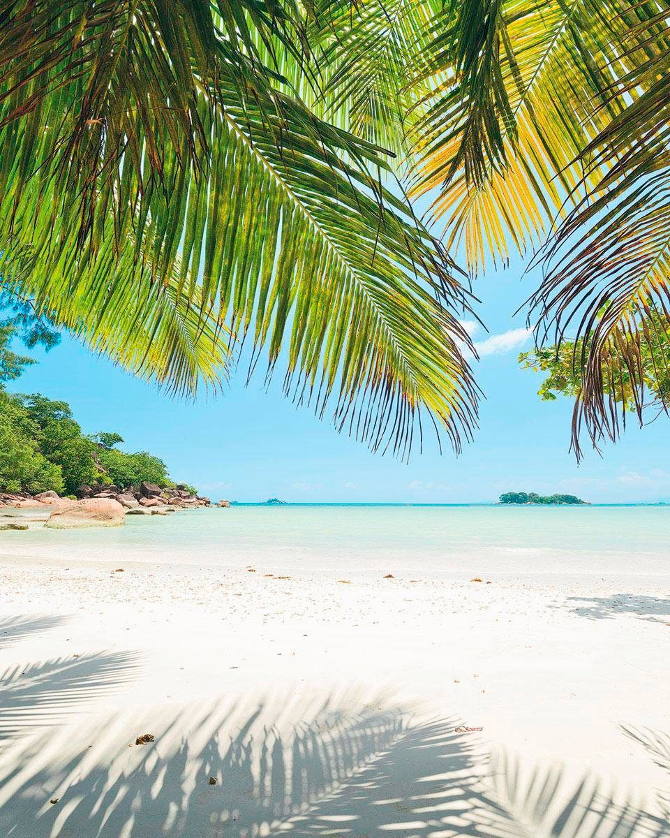 Image of Komar Vliestapete »Hefele Under Palmtree«, Strand bei Ackermann Versand Schweiz