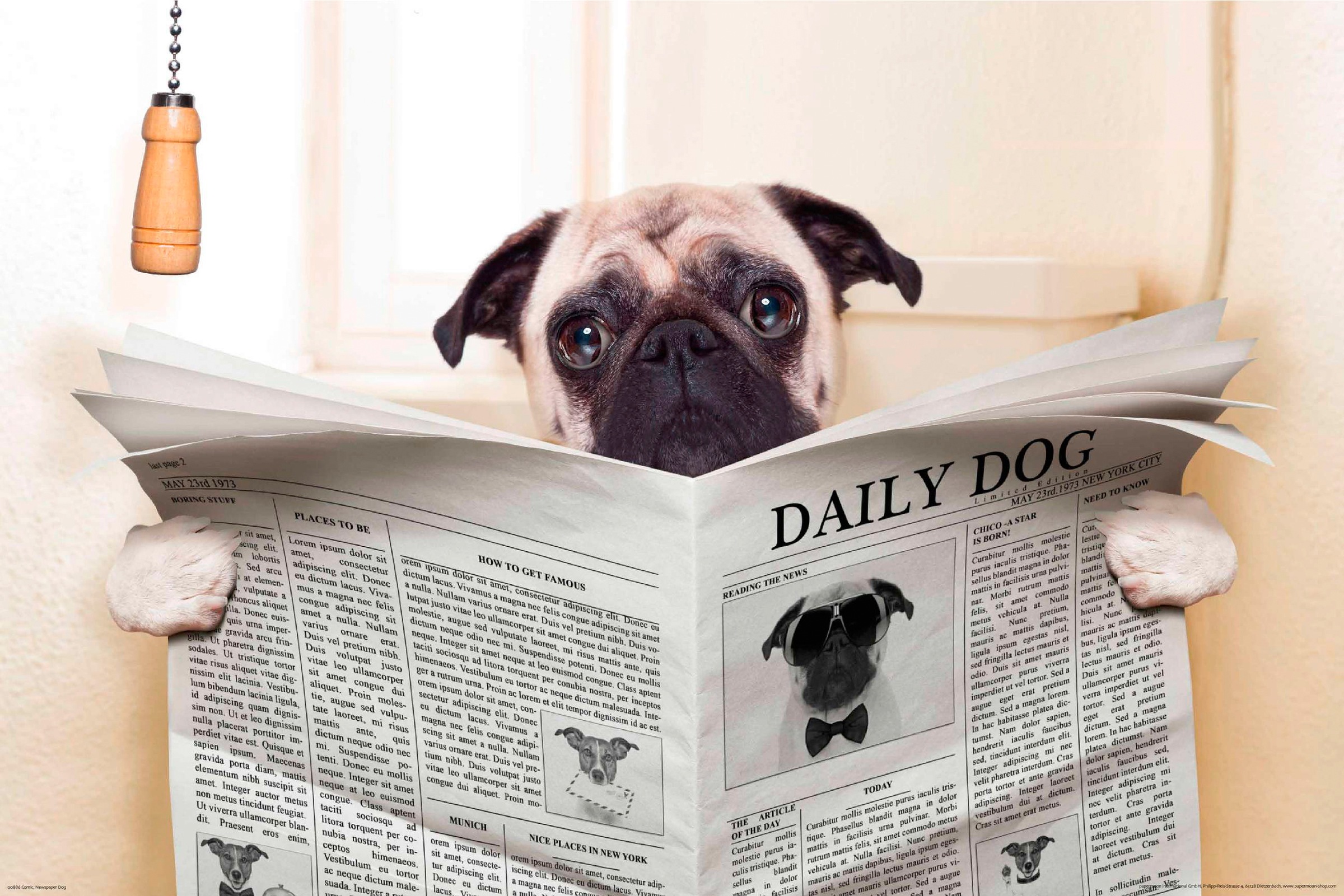 Image of Papermoon Fototapete »Newspaper Dog«, matt, BlueBack, 7 Bahnen, 350 x 260 cm bei Ackermann Versand Schweiz