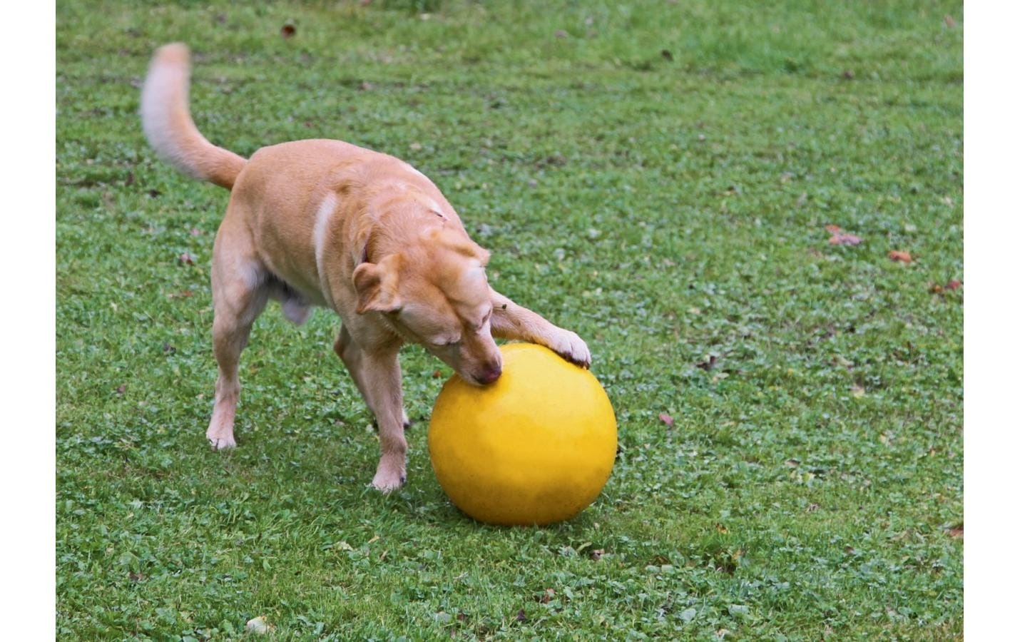 Kerbl Spielball »aus Kunststoff Ø 30 cm«