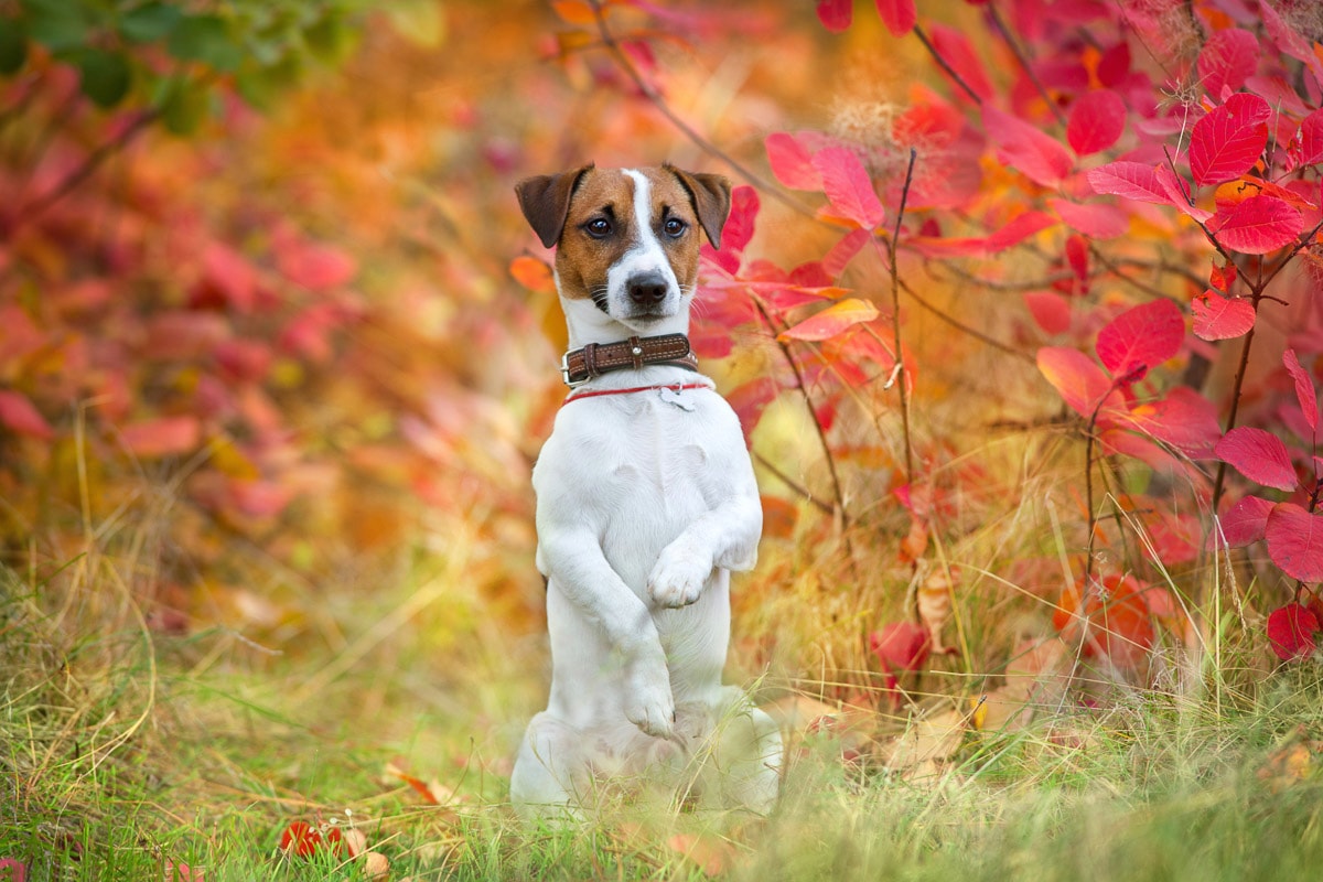 Image of Papermoon Fototapete "Hund in Natur"