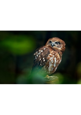Fototapete »Brown Wood Owl«