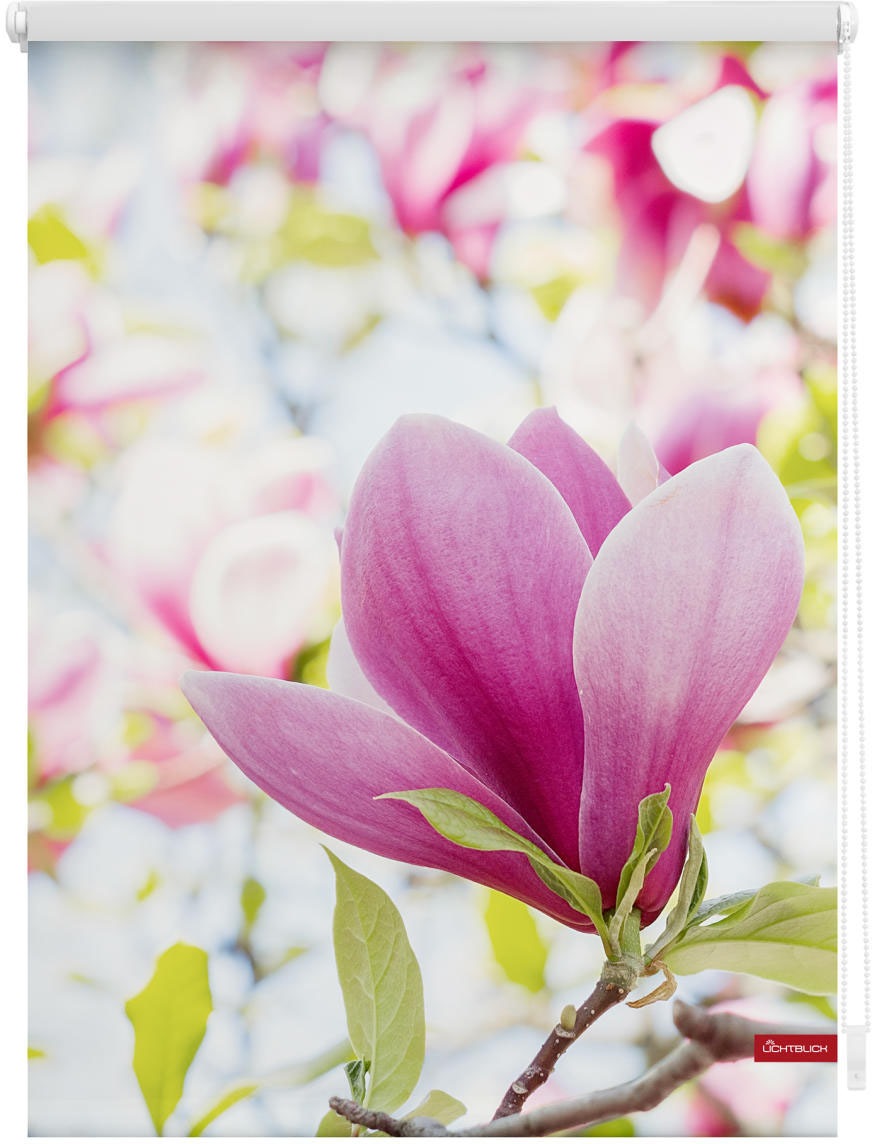 Image of LICHTBLICK ORIGINAL Seitenzugrollo "Rollo Klemmfix, ohne Bohren, Verdunkelung, Magnolie - Rosa" verdunkelnd Verdunkelung energiesparend freihängend