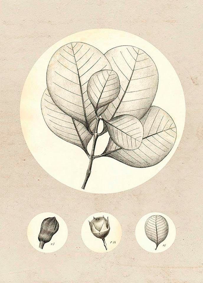 Komar Image »Transparent Leaf« 1 cuis tlg. Wandbild zur Dekoration - ohne Rahmen