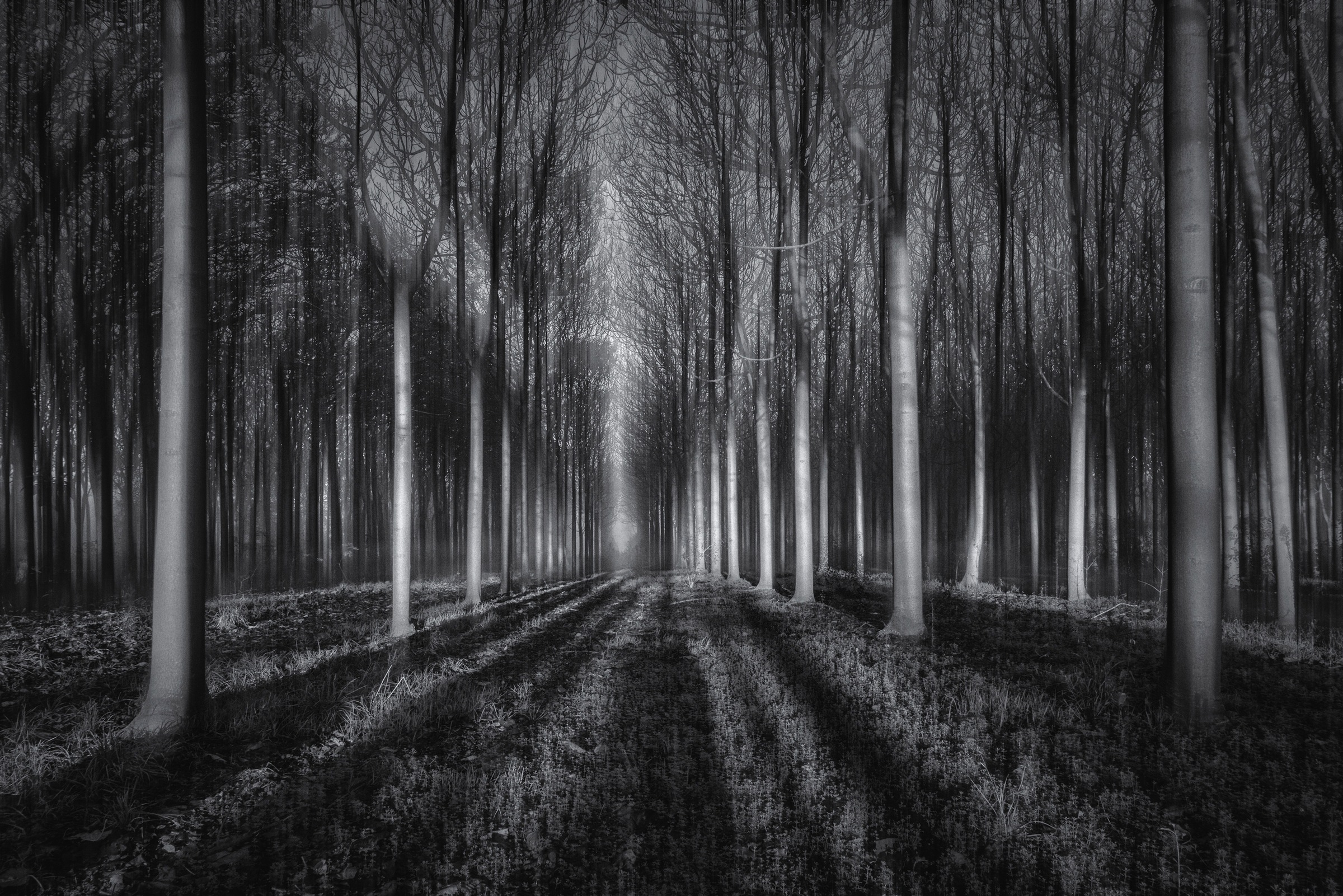 Image of Papermoon Fototapete »Photo-Art JINGSHU ZHU, IN DEN WALD«, Vliestapete, hochwertiger Digitaldruck, inklusive Kleister bei Ackermann Versand Schweiz
