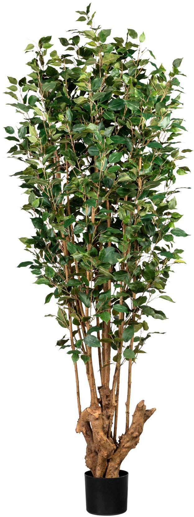 Image of Creativ green Kunstbaum »Ficus Benjamini«, (1 St.) bei Ackermann Versand Schweiz