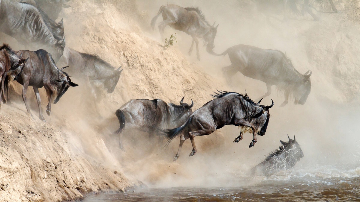 Papermoon Fototapete »Tierherde«