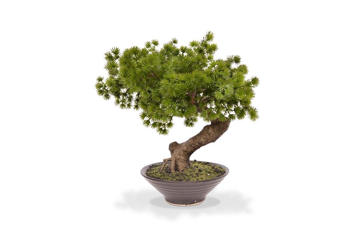 Botanic-Haus Kunstblume »Bonsai Pinus in Schale«