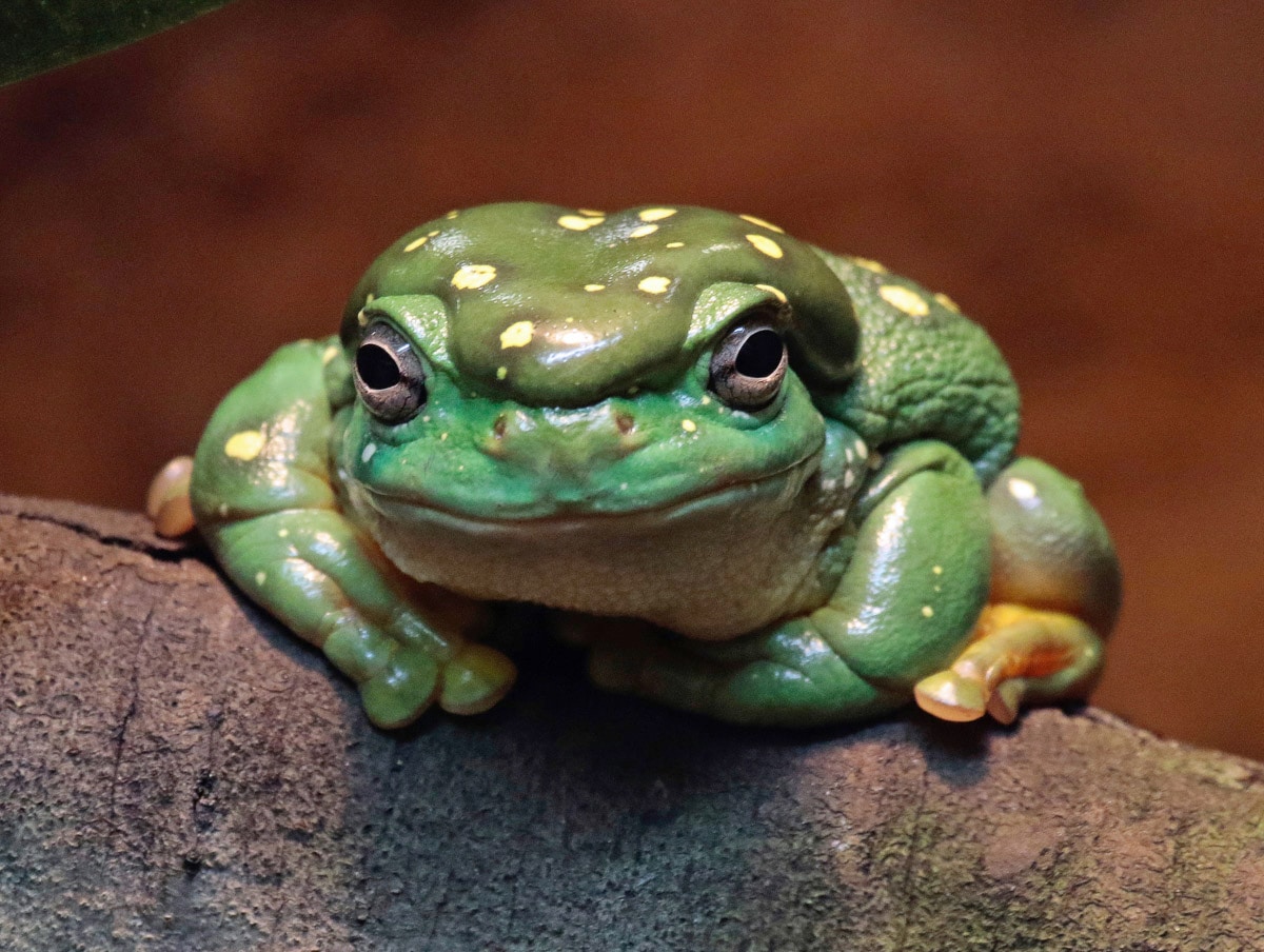 Image of Papermoon Fototapete "Frosch"