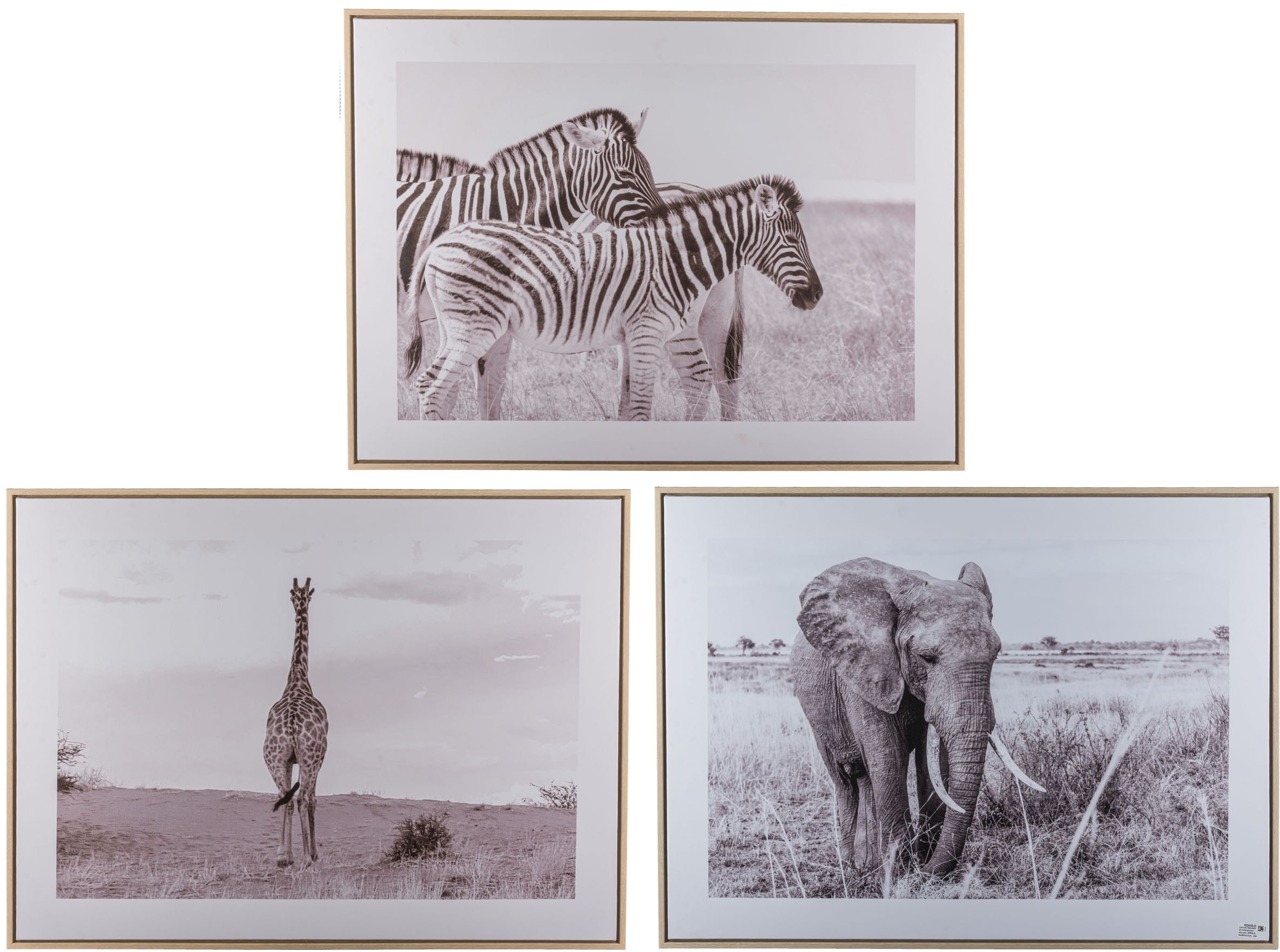 Creativ home Bild mit Rahmen »Elefant«, (1 St.), mit schwarz-weissem Motiv