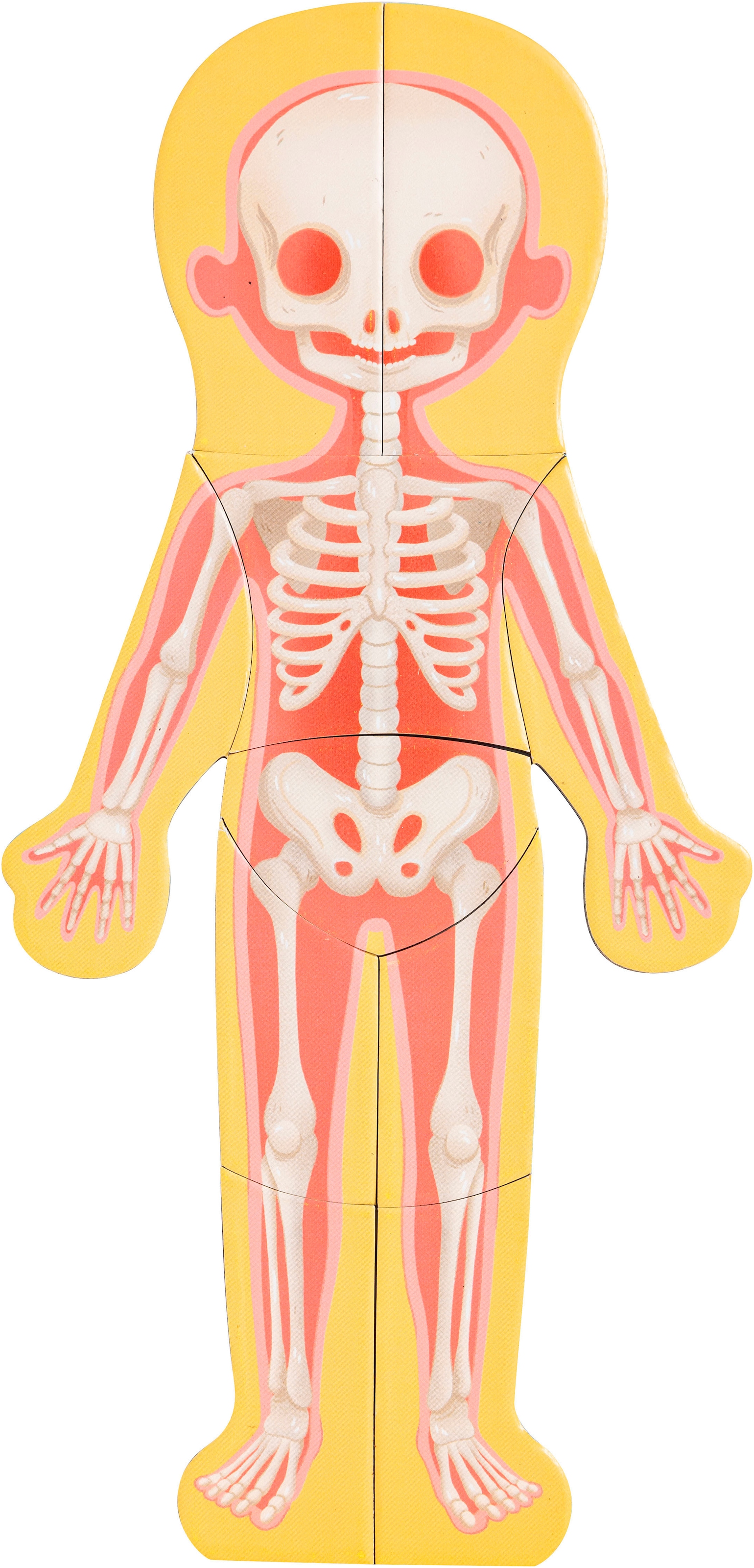 Hape Puzzle de contours »Menschlicher Körper«