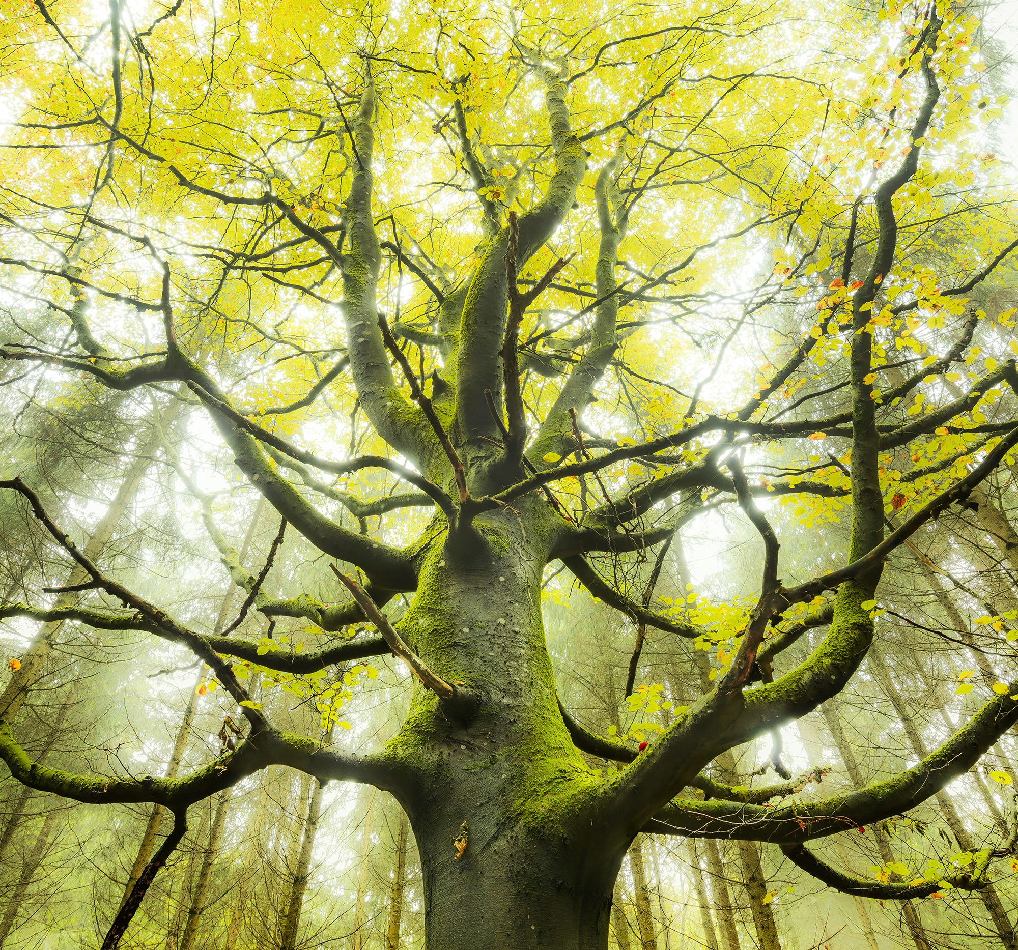 Image of Komar Fototapete »Der Traumbaum«, mehrfarbig-natürlich-bedruckt bei Ackermann Versand Schweiz