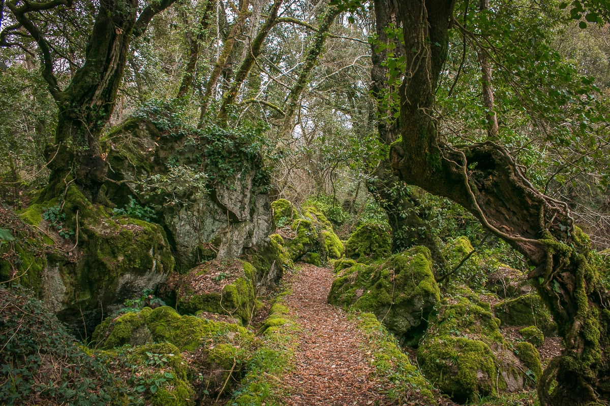 Papermoon Fototapete »Waldweg«