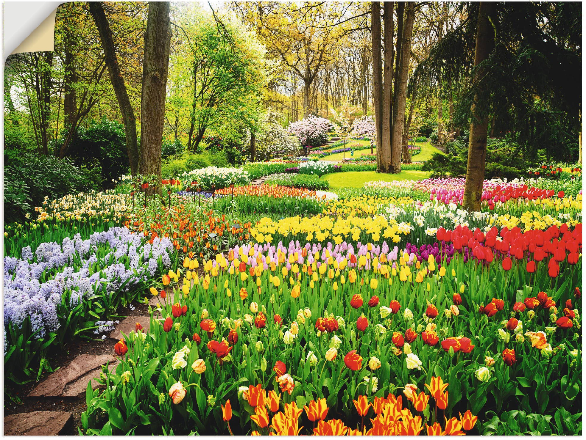 Image of Artland Wandbild »Tulpen Garten Frühling«, Blumenwiese, (1 St.), in vielen Grössen & Produktarten - Alubild / Outdoorbild für den Aussenbereich, Leinwandbild, Poster, Wandaufkleber / Wandtattoo auch für Badezimmer geeignet bei Ackermann Versand Schweiz
