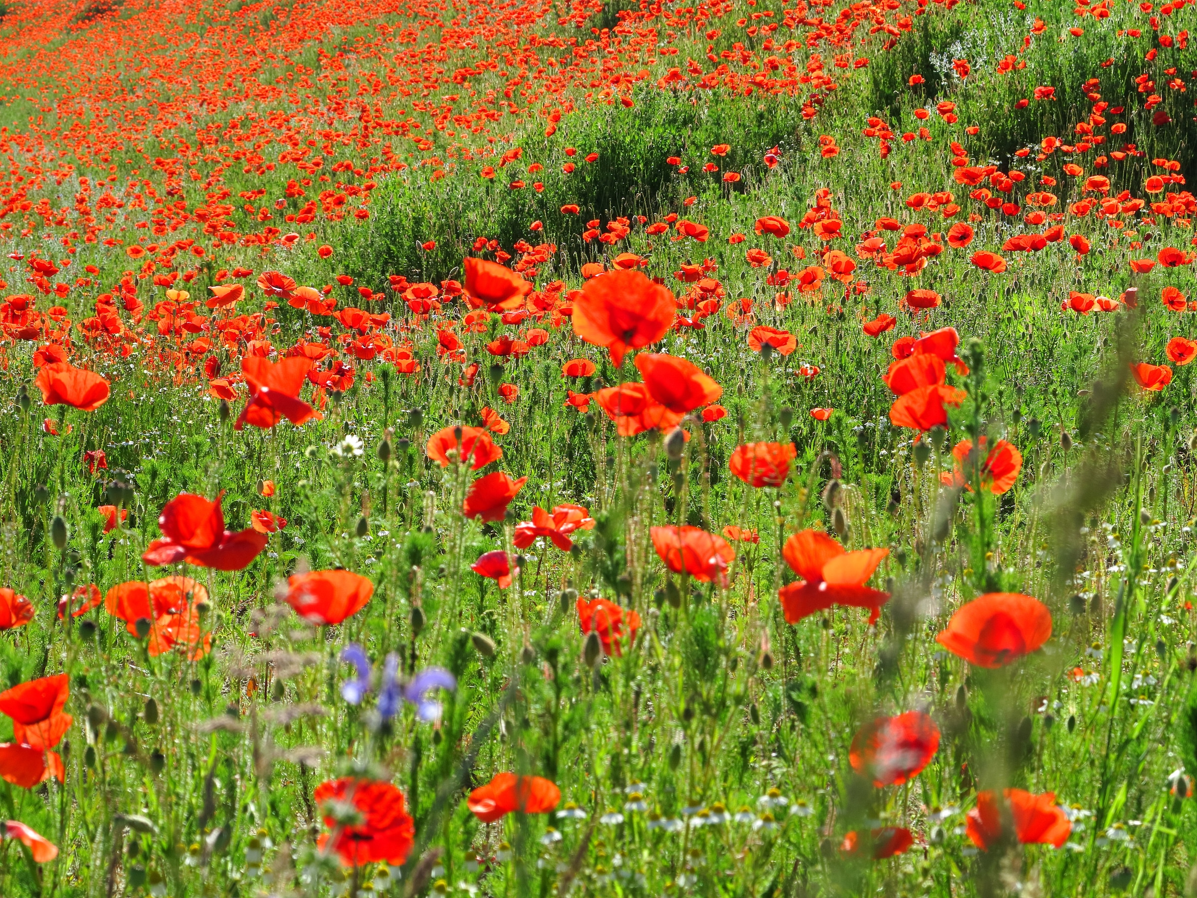 Image of Papermoon Fototapete "Red Poppa Field" glatt