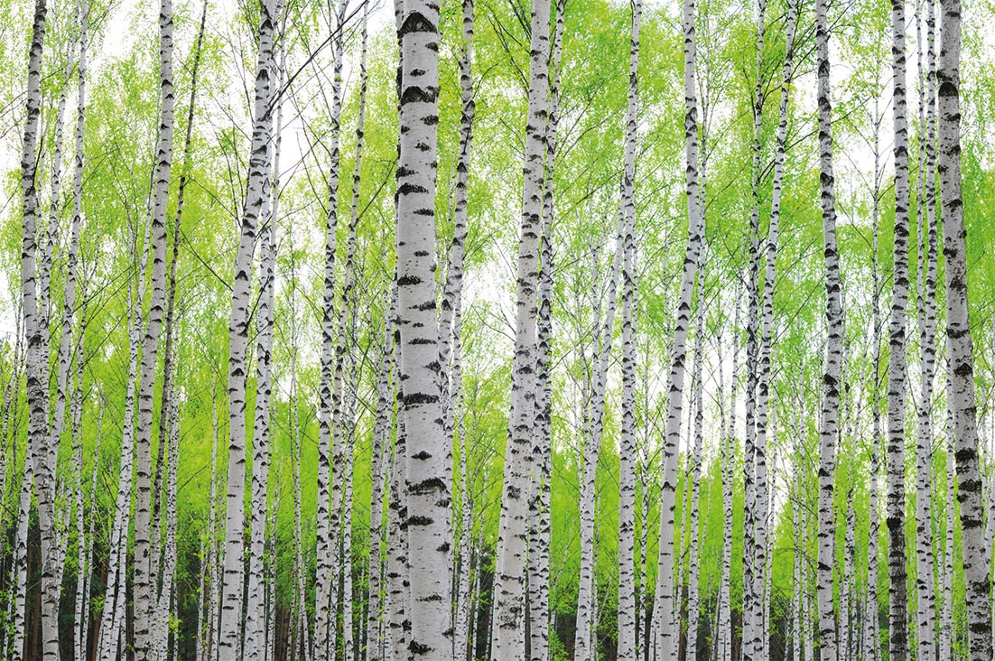 Image of Papermoon Fototapete »Birch Forest«, matt, Vlies, 5 Bahnen, 250 x 180 cm bei Ackermann Versand Schweiz