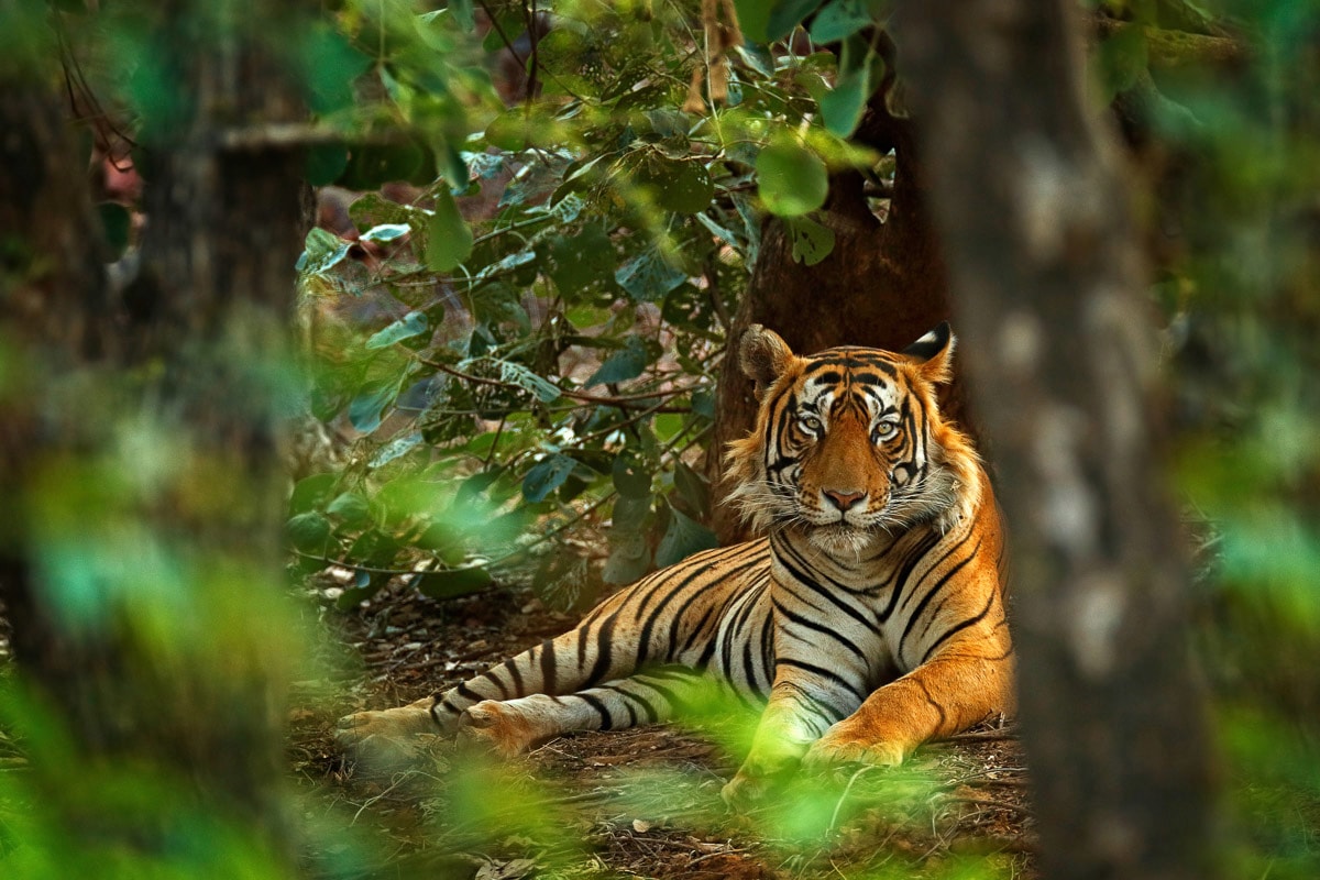 Image of Papermoon Fototapete "Tiger im Wald"