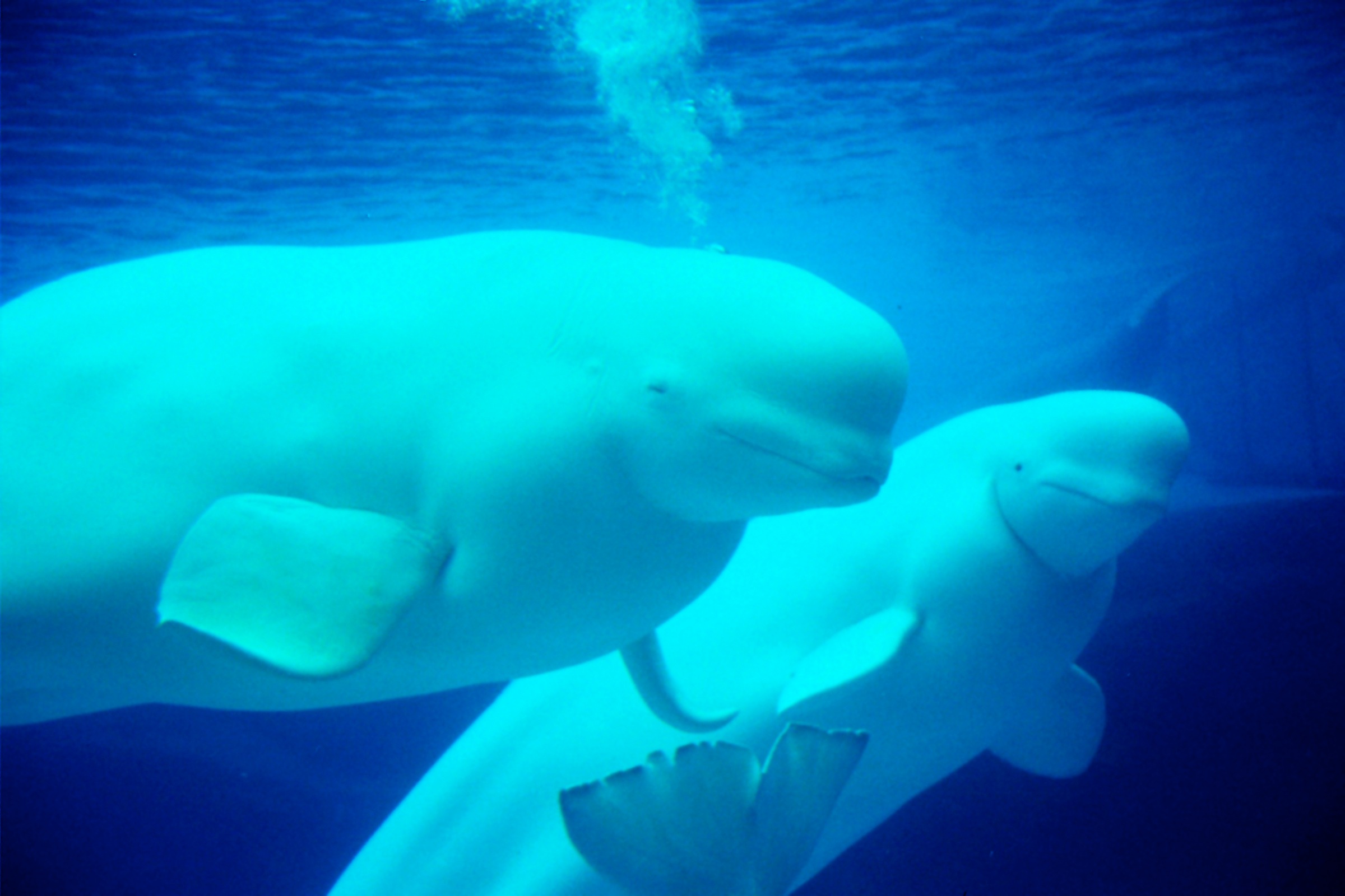 Image of Papermoon Fototapete "Beluga Whales" glatt