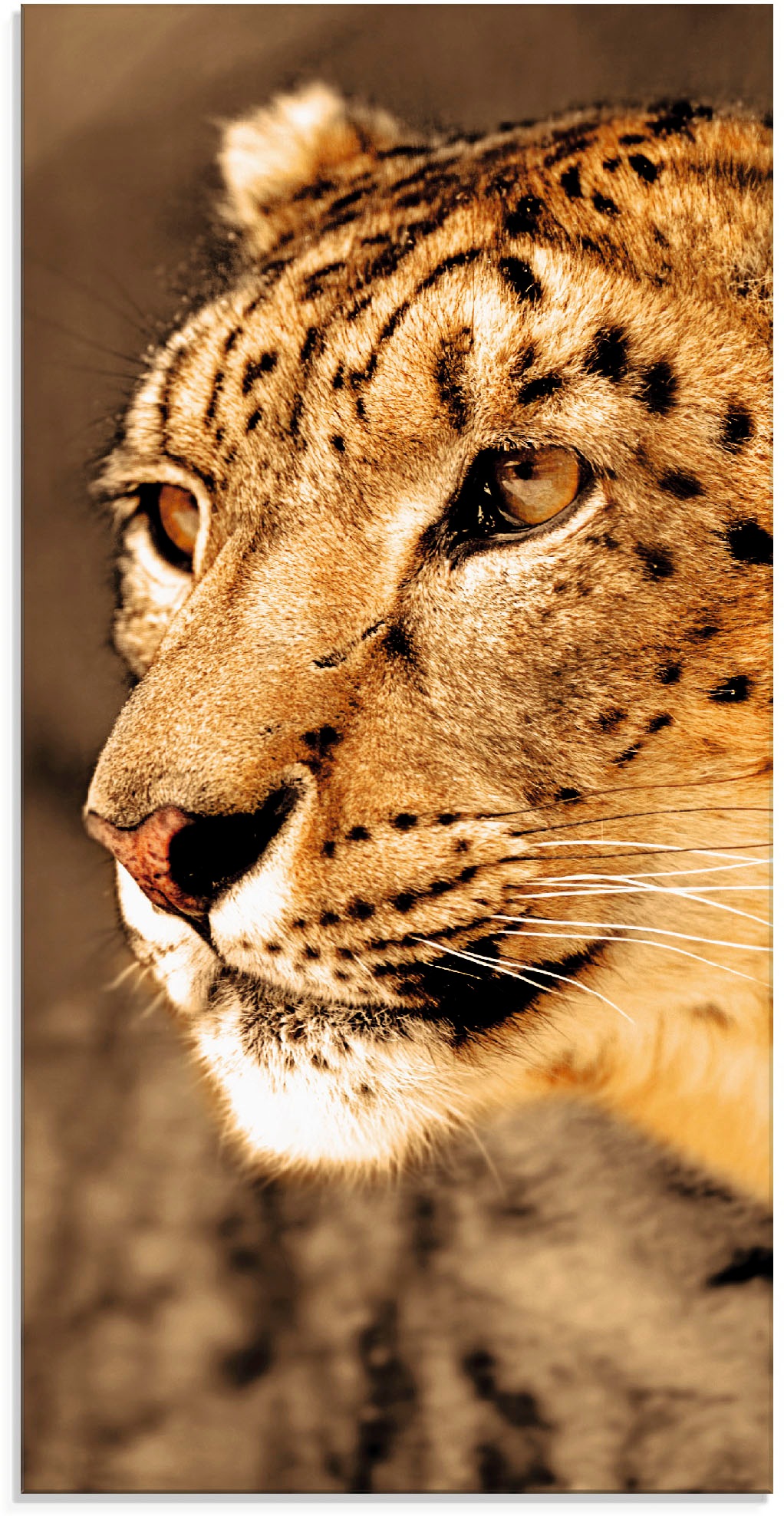 Image of Artland Glasbild »Schneeleopard_sepia«, Wildtiere, (1 St.) bei Ackermann Versand Schweiz