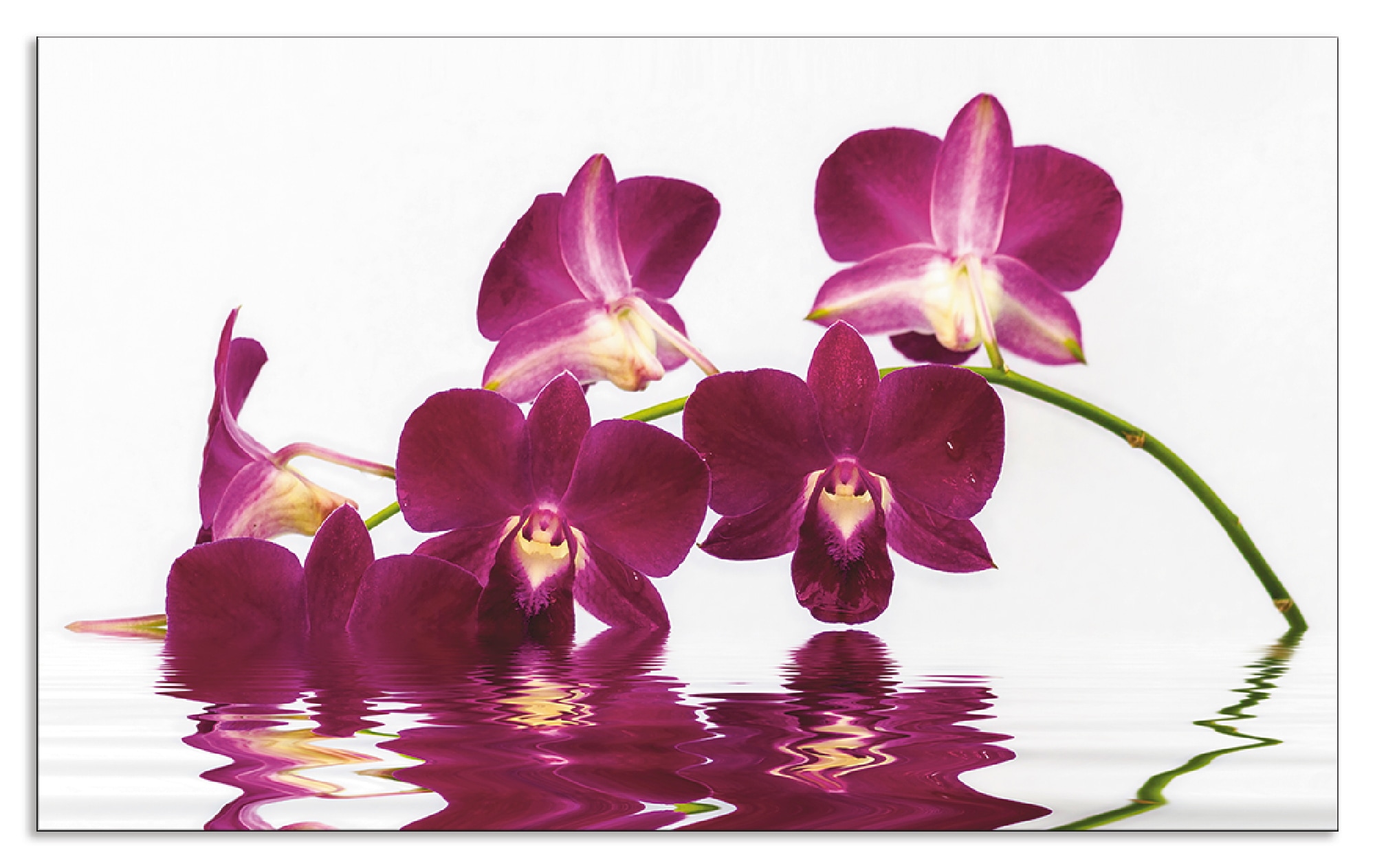 Artland Küchenrückwand »Phalaenopsis Orchidee«, (1 tlg.), Alu Spritzschutz mit Klebeband, einfache Montage