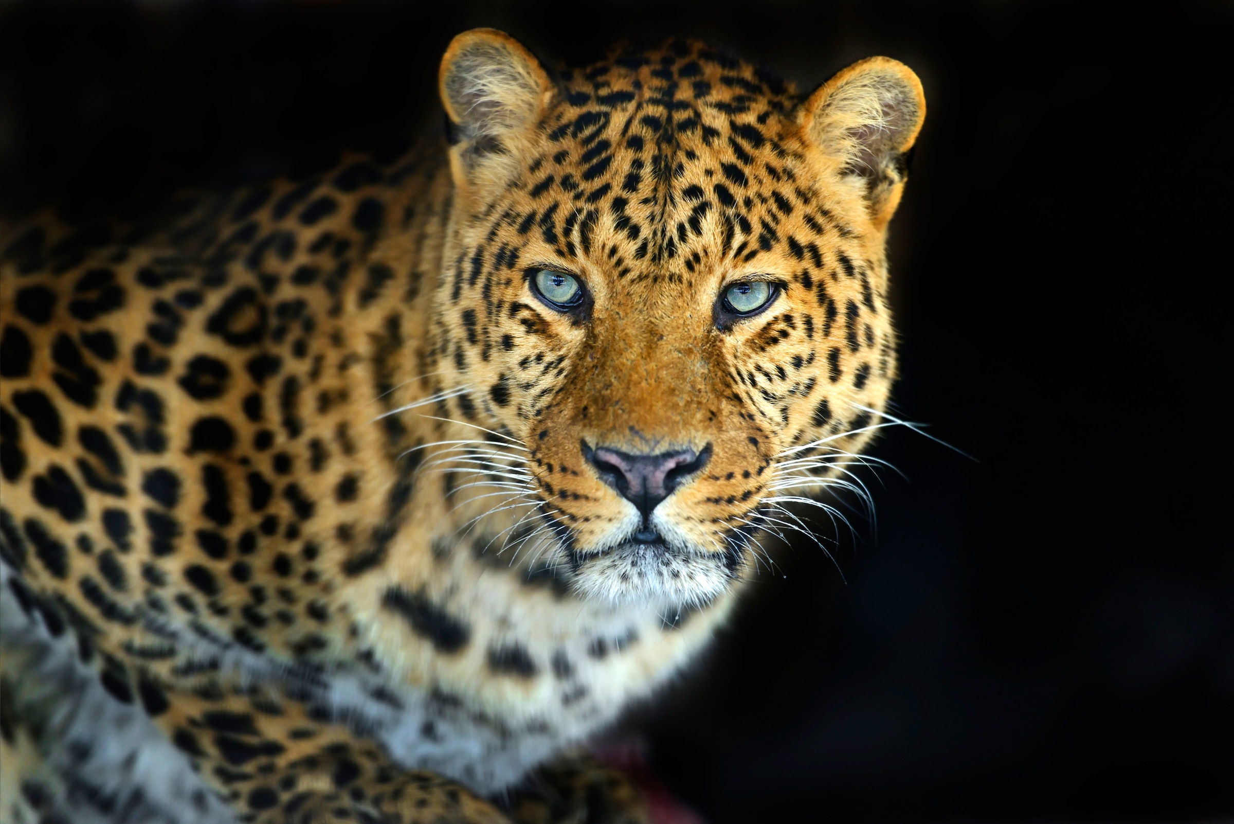 Image of Papermoon Fototapete "LEOPARD-KATZE TIGER LÖWE PUMA JAGUAR WILD AFRIKA ASIEN"