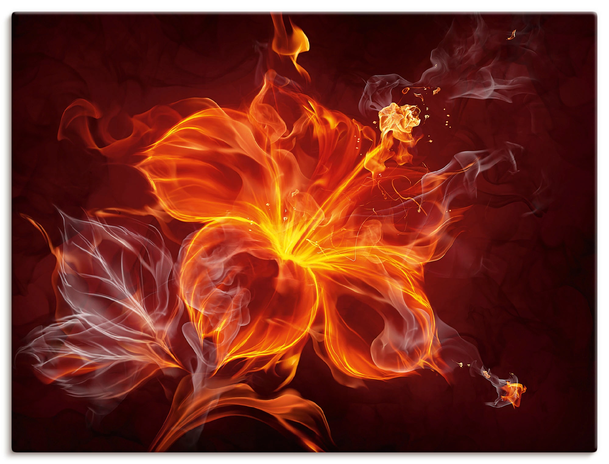 Image of Artland Wandbild "Feuerblume" Blumen 1 Stk. tlg. als Leinwandbild, Poster in verschied. Grössen