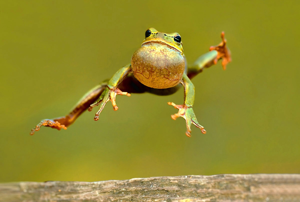 Image of Papermoon Fototapete "Springender Frosch"