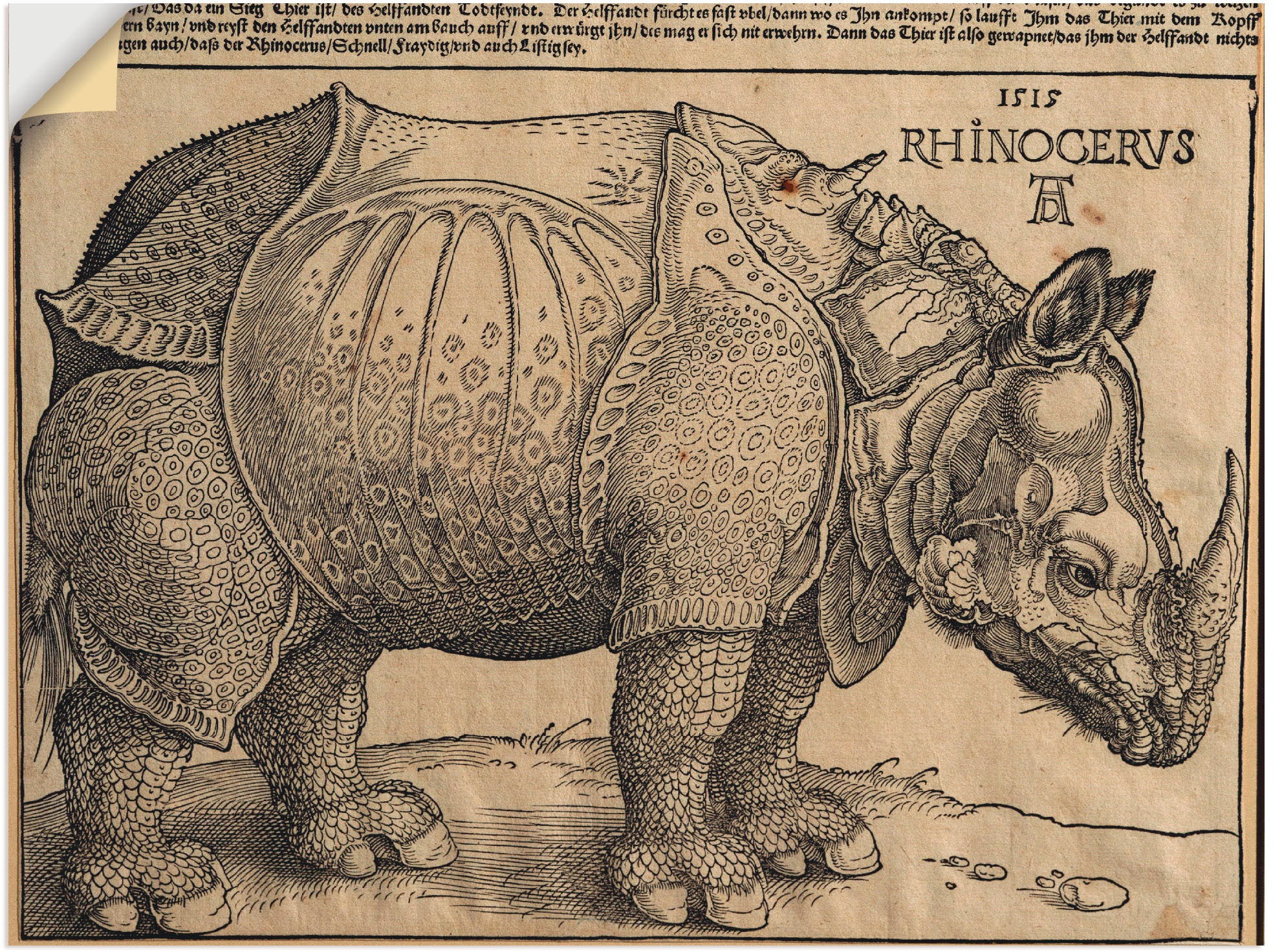 Image of Artland Wandbild »Nashorn. 1515. Für König Emanuel.«, Wildtiere, (1 St.), in vielen Grössen & Produktarten -Leinwandbild, Poster, Wandaufkleber / Wandtattoo auch für Badezimmer geeignet bei Ackermann Versand Schweiz