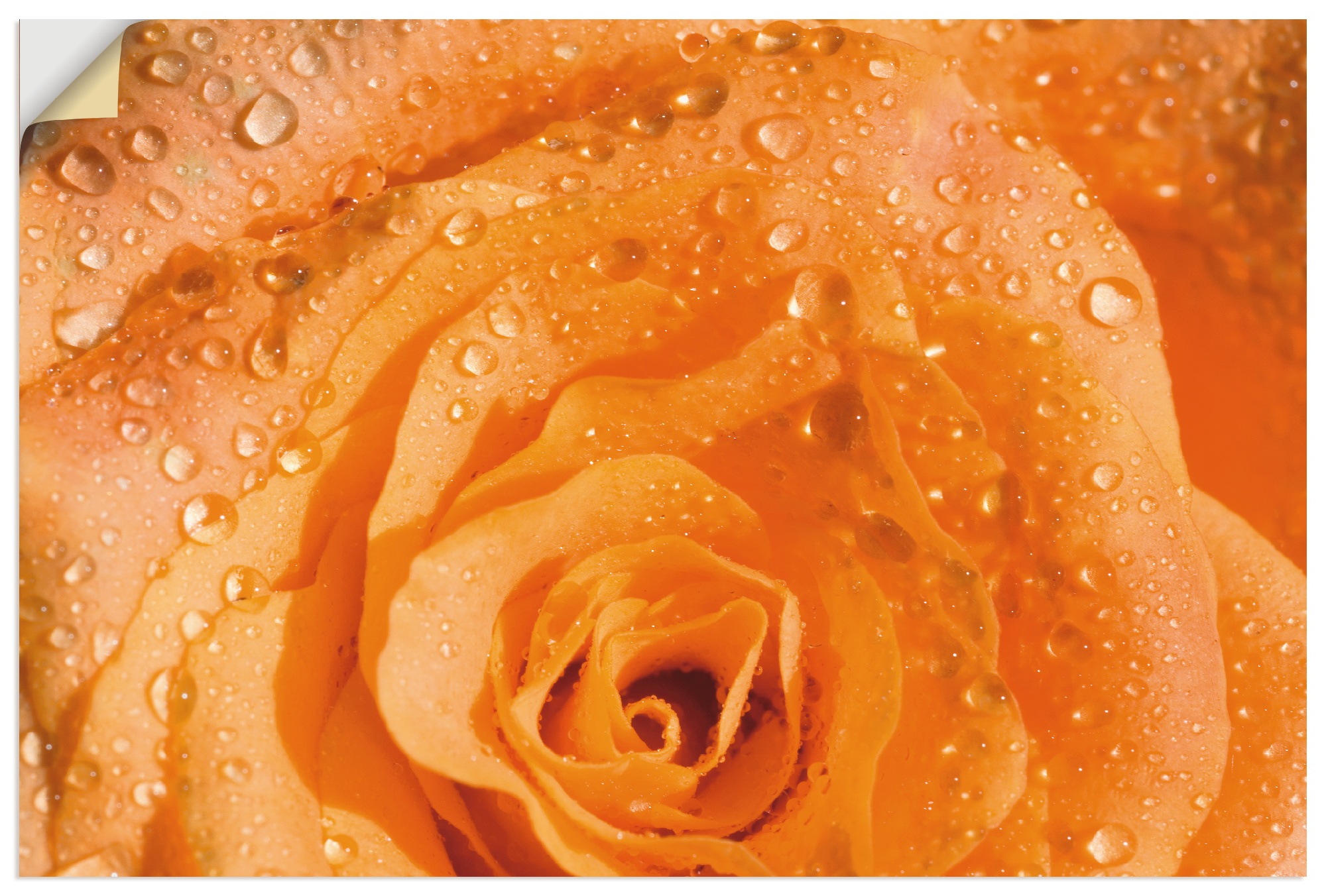 Image of Artland Wandbild »Rose«, Blumen, (1 St.), in vielen Grössen & Produktarten - Alubild / Outdoorbild für den Aussenbereich, Leinwandbild, Poster, Wandaufkleber / Wandtattoo auch für Badezimmer geeignet bei Ackermann Versand Schweiz