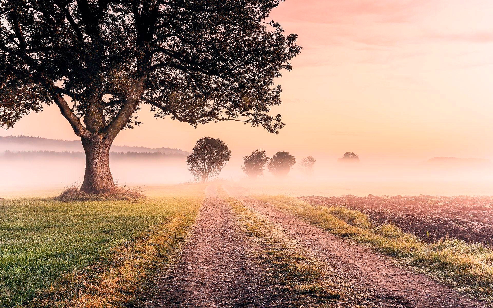 Image of Komar Vliestapete "Digitaldruck Vlies - Misty Morning - Grösse 400 x 250 cm" bedruckt glatt Wohnzimmer, Schlafzimmer