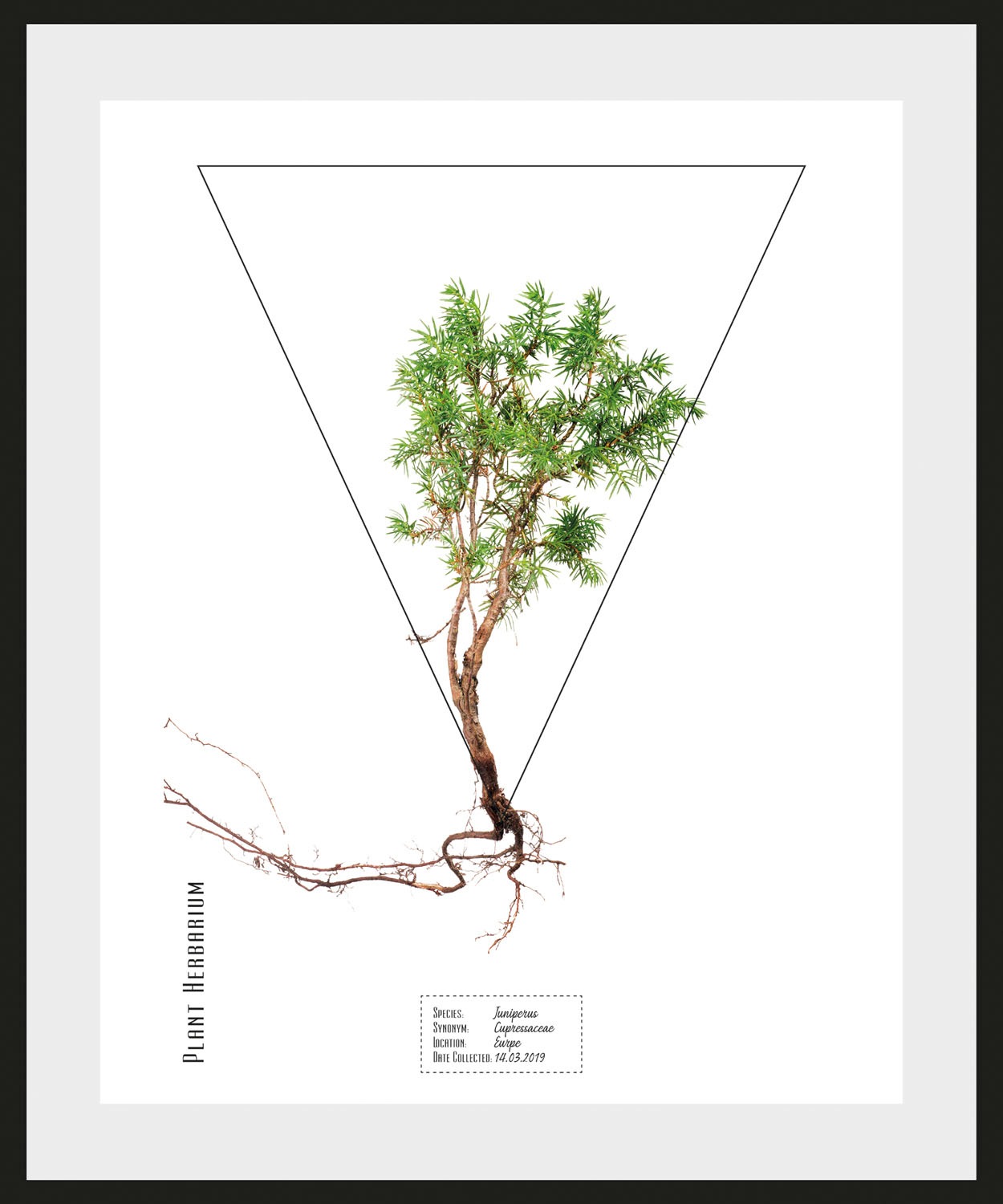 Image of queence Bild »Juniperus«, (1 St.) bei Ackermann Versand Schweiz