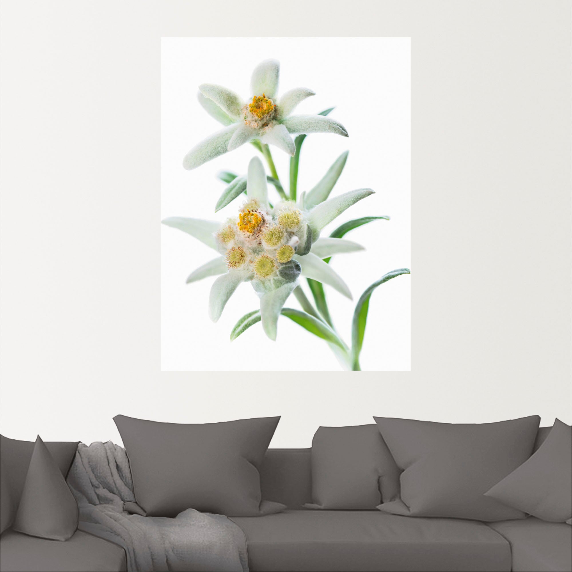 Artland Wandbild »Edelweiss«, Blumen, (1 St.), als Poster, Wandaufkleber in verschied. Grössen