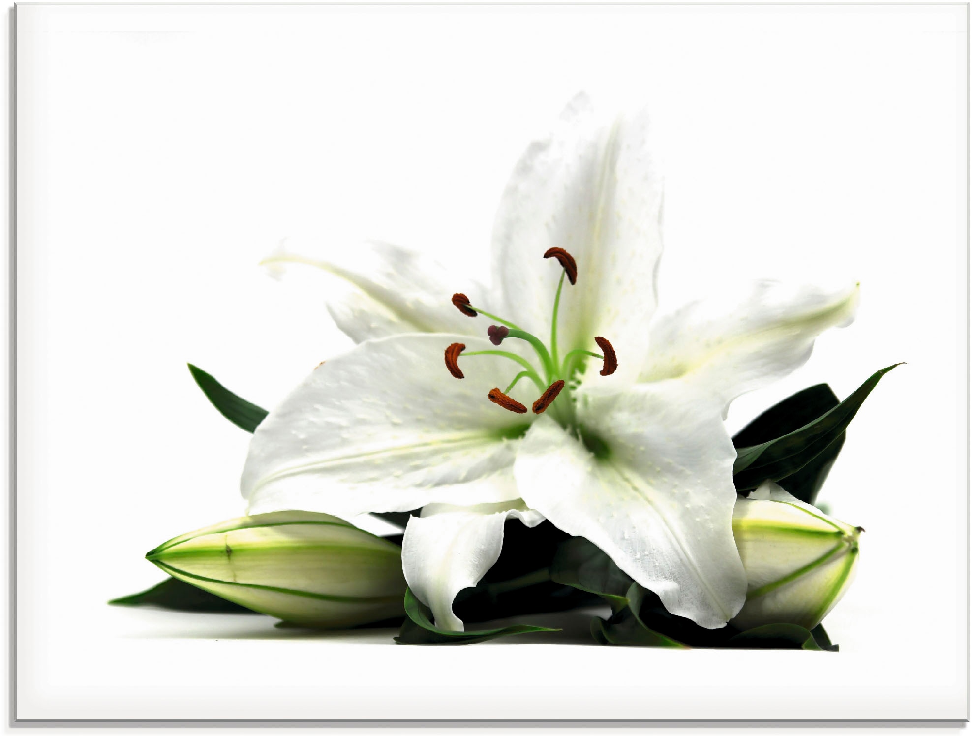 Image of Artland Glasbild "Grosse Lilie" Blumen 1 Stk. tlg. in verschiedenen Grössen