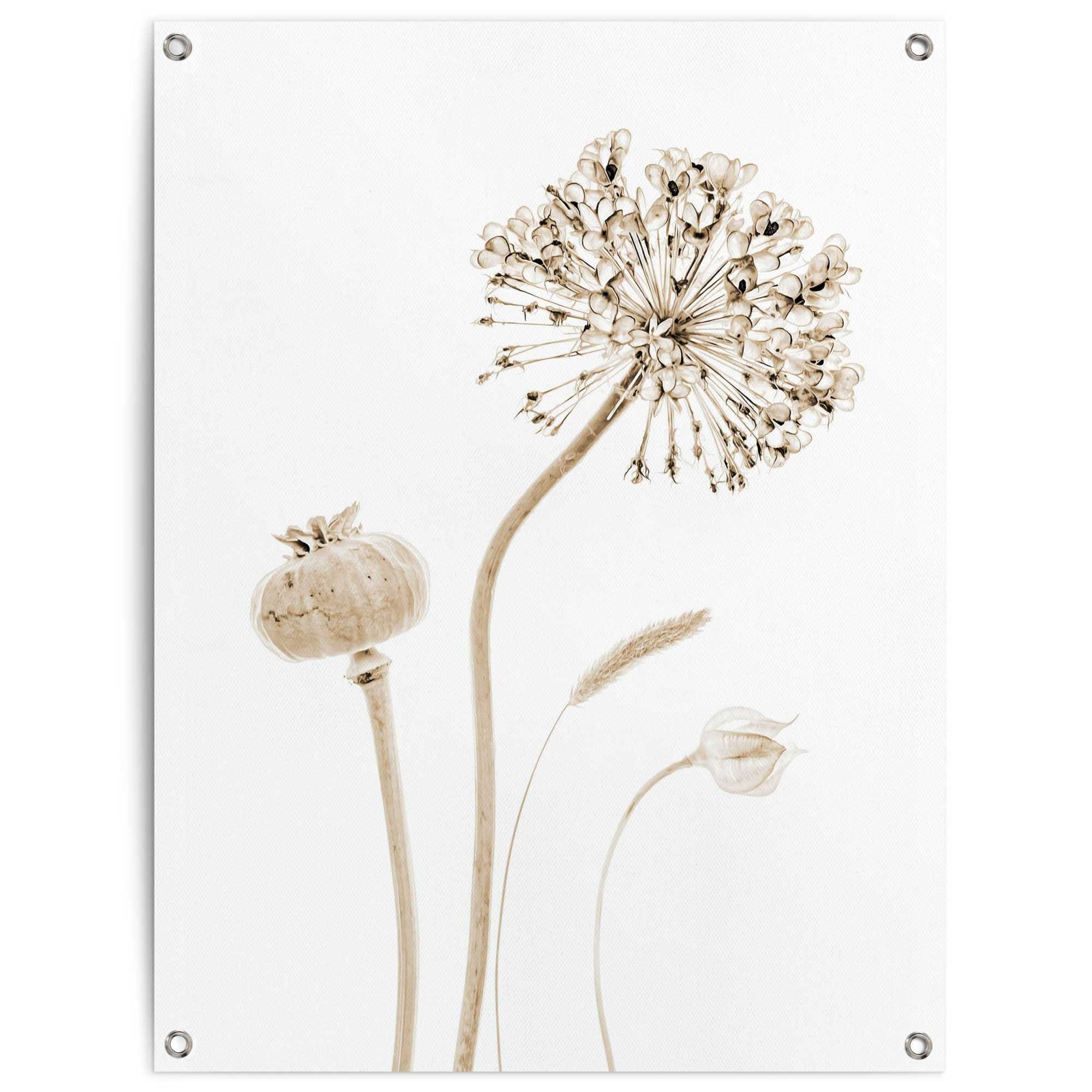 Image of Reinders Poster "Trockenblumen" Outdoor für Garten oder Balkon