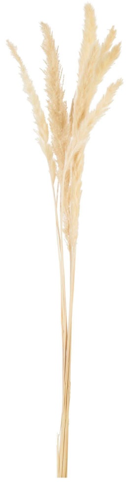 Image of Schneider Kunstgras »Schilfgras 7-tlg. Set«, (1 St.) bei Ackermann Versand Schweiz