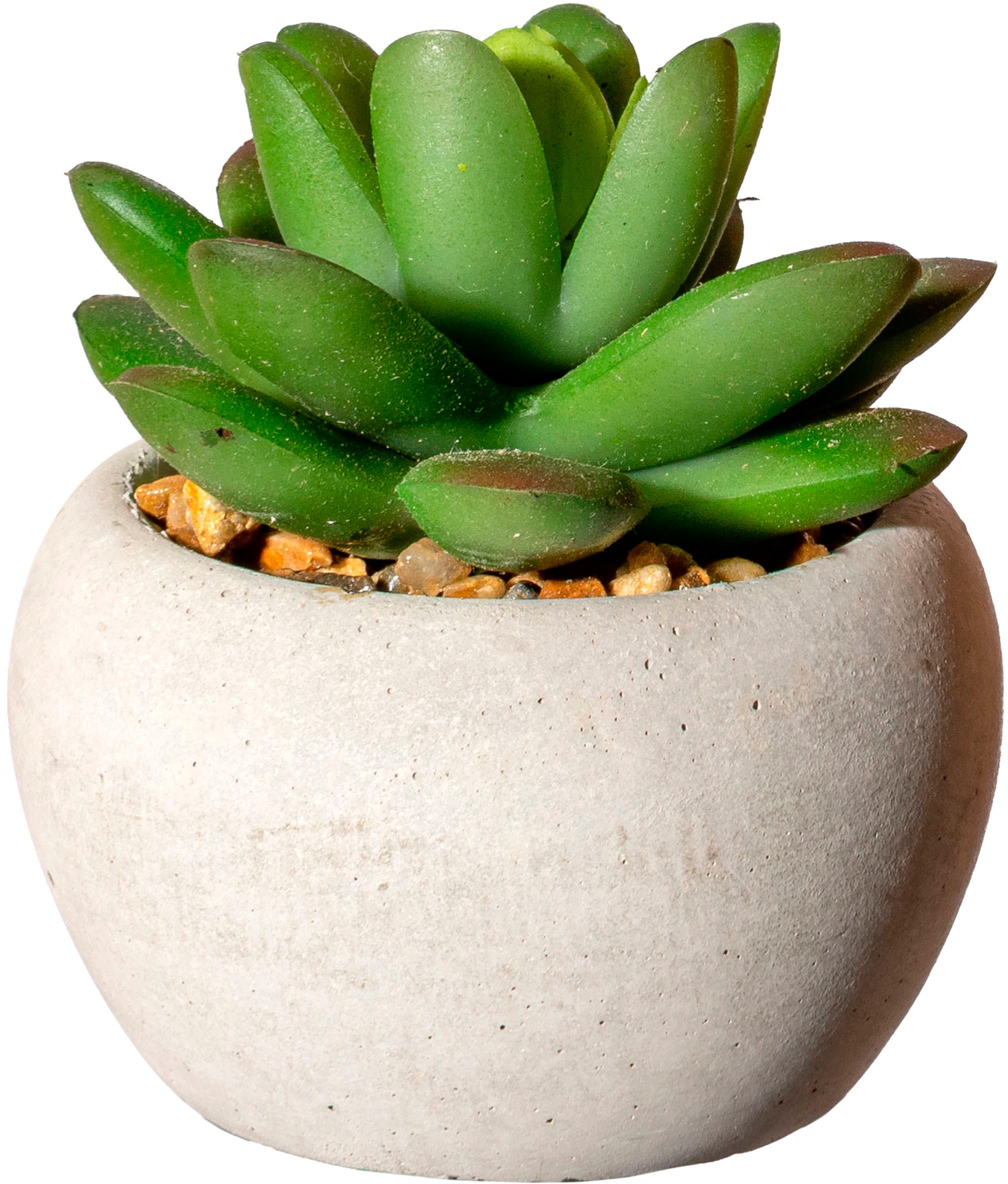 Creativ green Künstliche Zimmerpflanze »Sukkulenten« Deko-Pflanze im Zementtopf, 6er Set