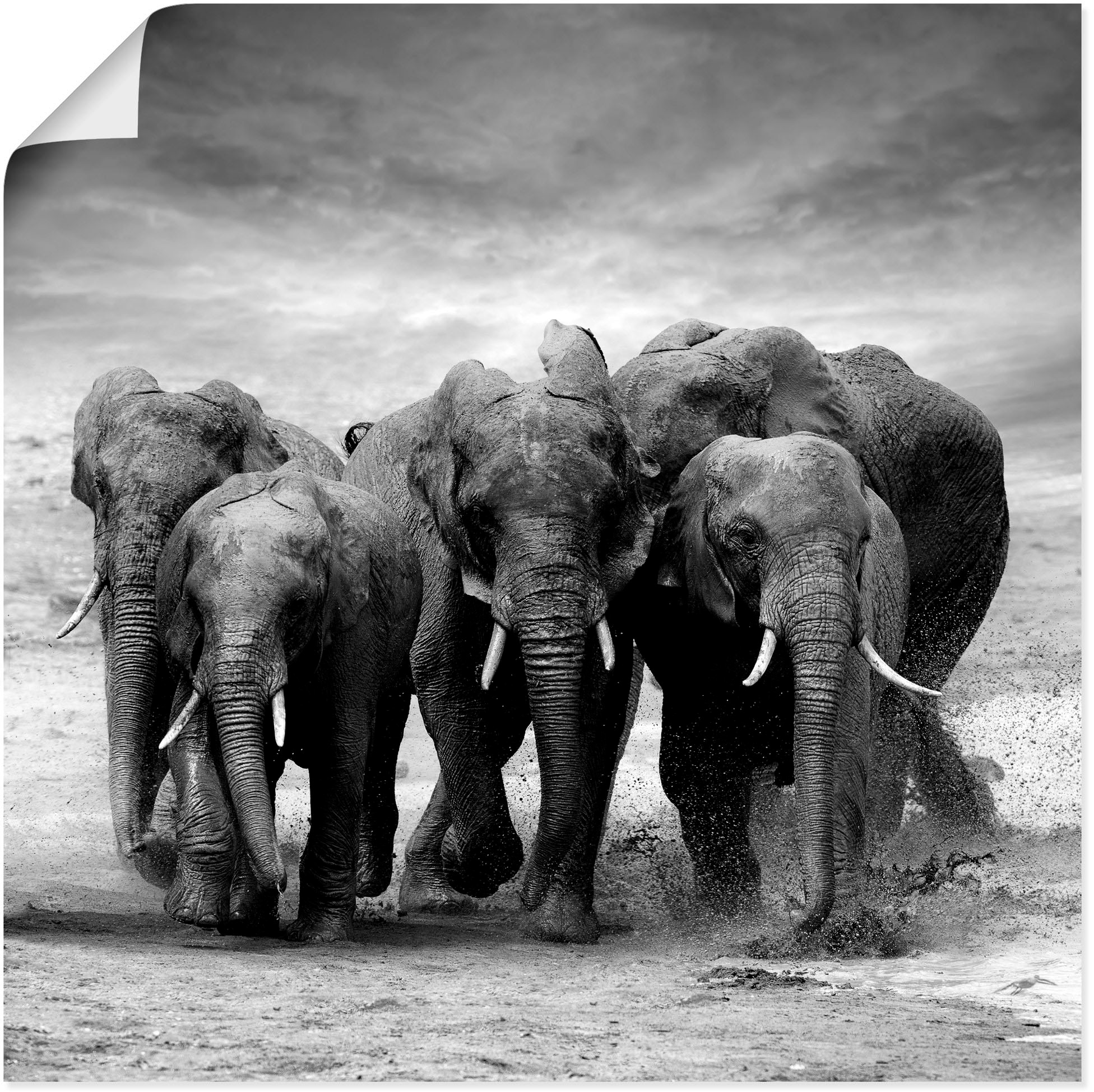 Wandaufkleber jetzt in (1 als Poster, Artland Wandbild verschied. »Elefanten«, Grössen Wildtiere, kaufen St.), Leinwandbild,