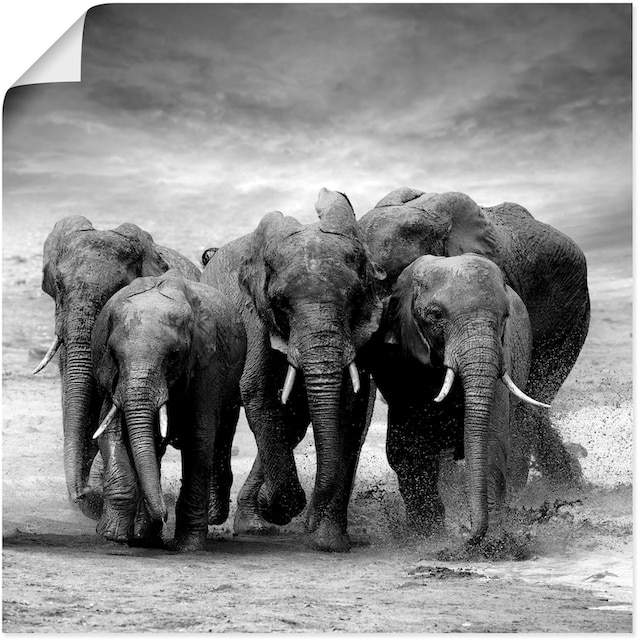 Artland Wandbild »Elefanten«, Wildtiere, (1 St.), als Leinwandbild, Poster,  Wandaufkleber in verschied. Grössen jetzt kaufen
