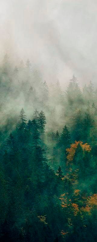 Image of Komar Vliestapete »Tales of the C«, naturalistisch bei Ackermann Versand Schweiz