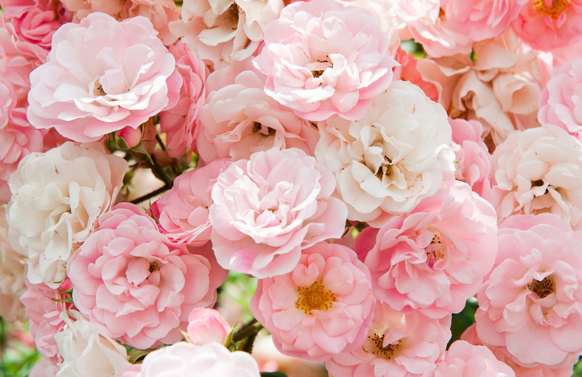 Papermoon Papier peint photo »Pferd in Staub«