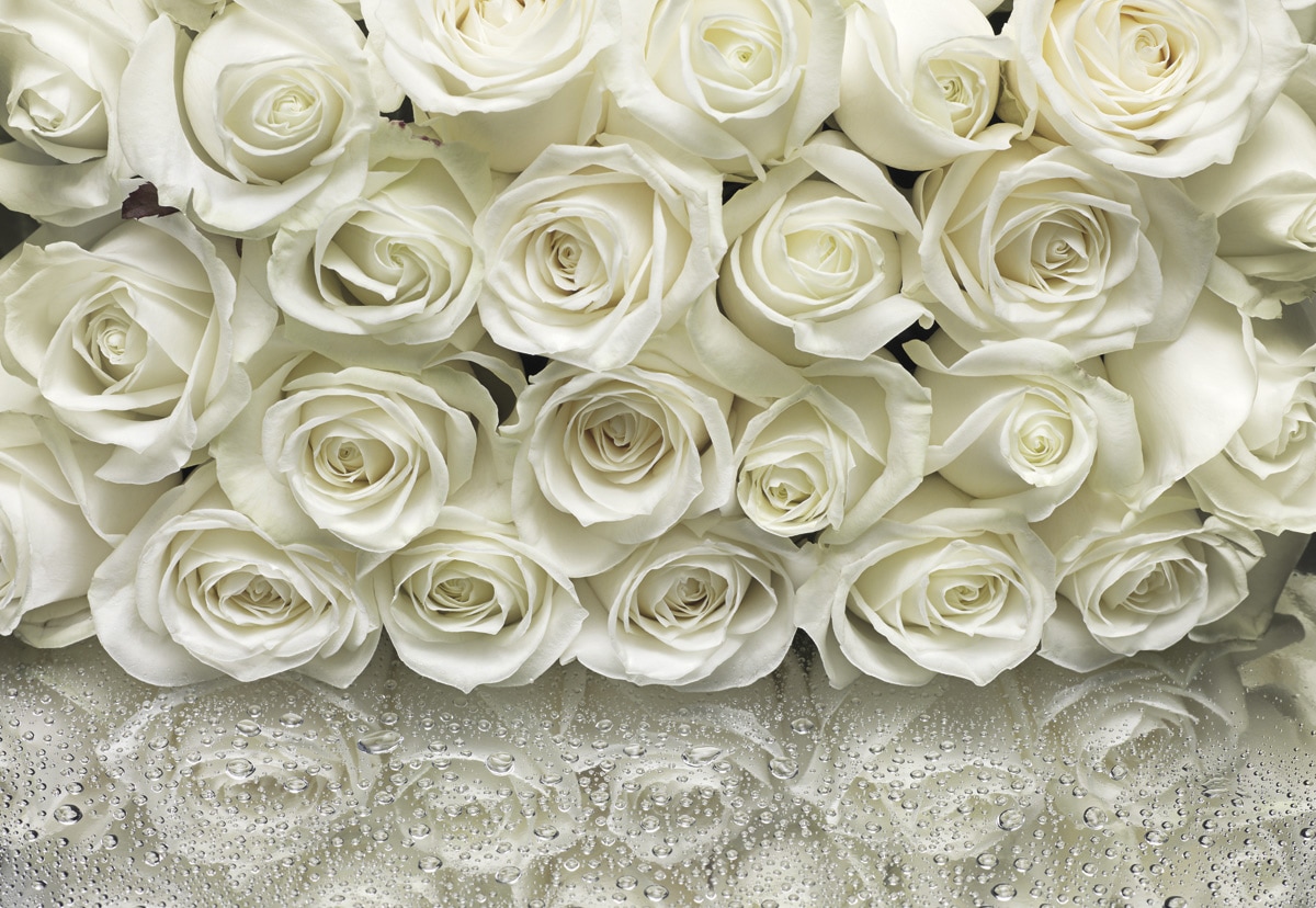 Image of Komar Fototapete "A la Rose - Grösse 368 x 254 cm" bedruckt glatt Wohnzimmer, Schlafzimmer