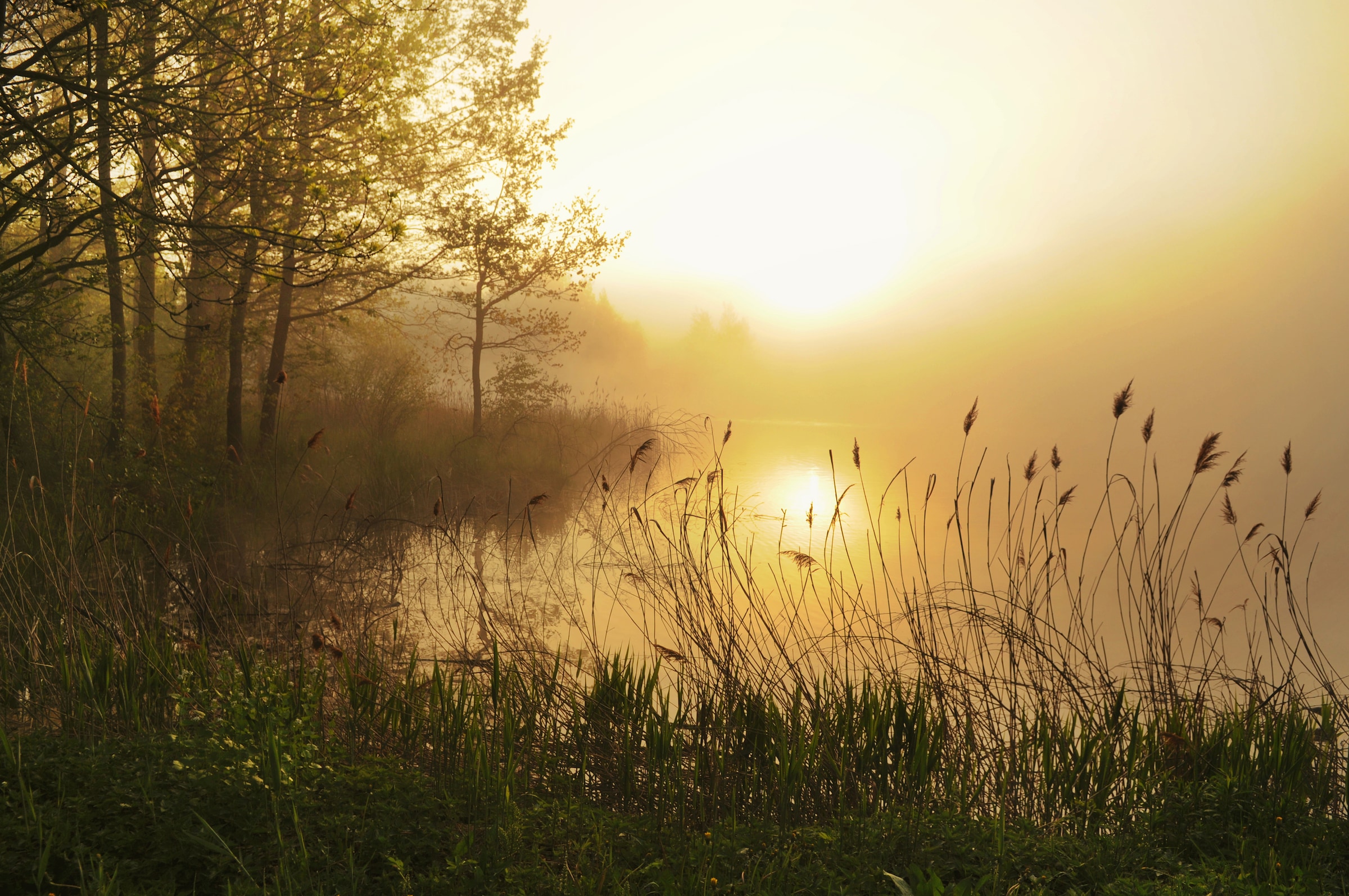 Image of Papermoon Fototapete "Stunning Foggy Landscape" glatt