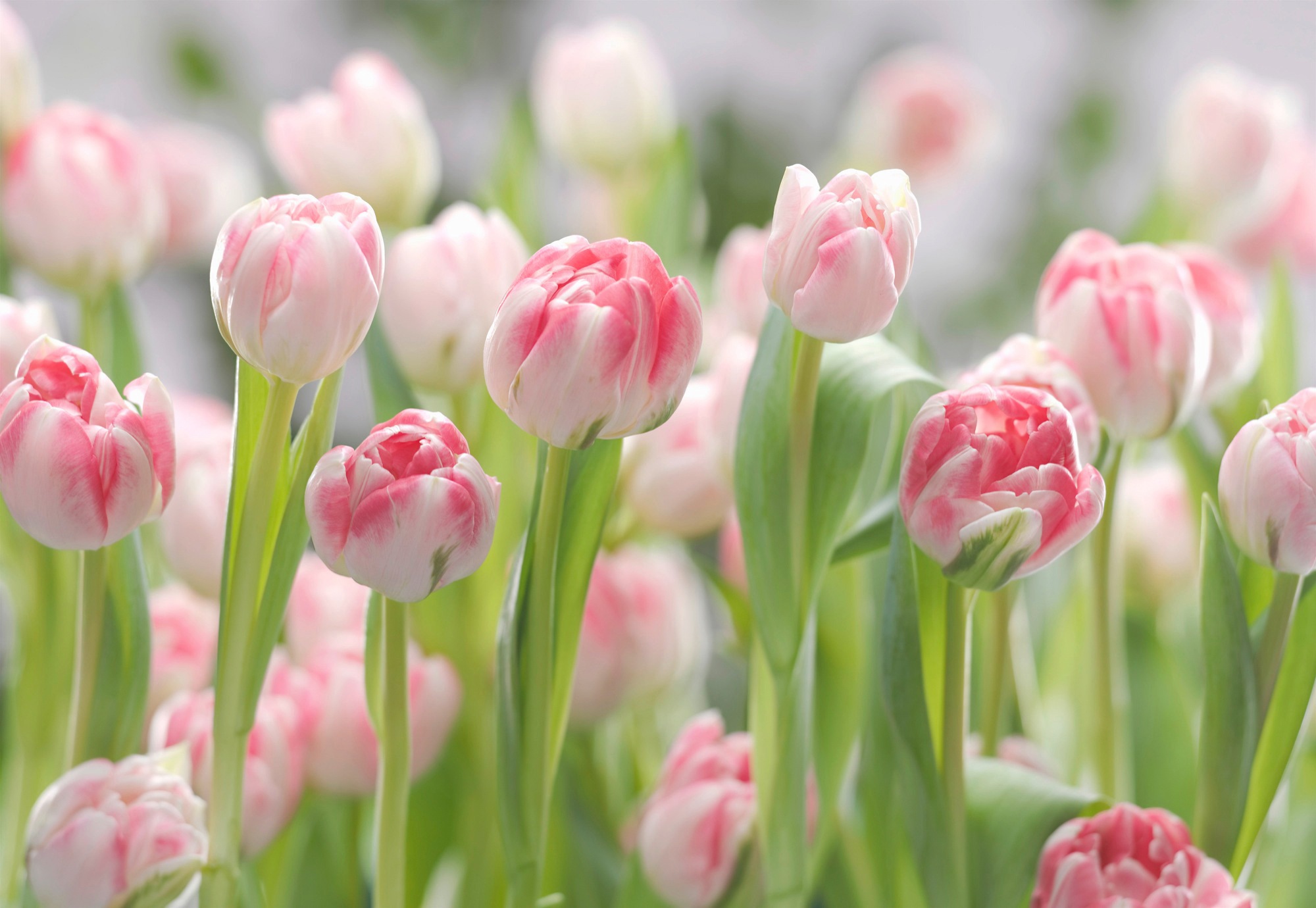 Image of Komar Fototapete »Secret Garden«, bedruckt-Wald-Meer, ausgezeichnet lichtbeständig bei Ackermann Versand Schweiz