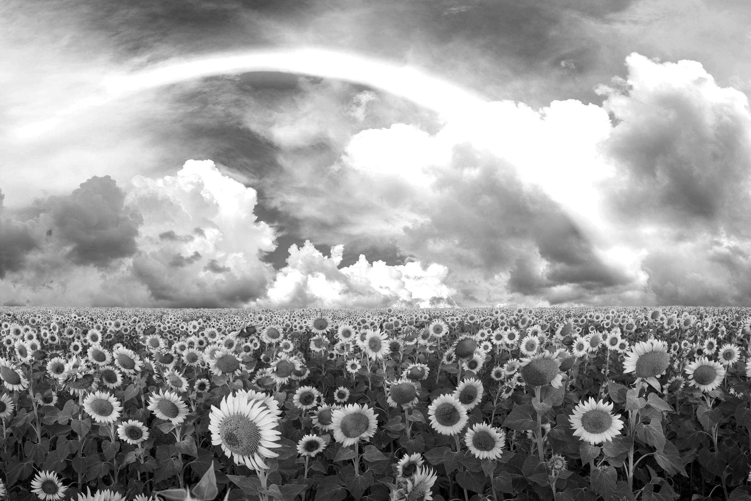 Image of Papermoon Fototapete "Sonnenblumenfeld Schwarz & Weiss"