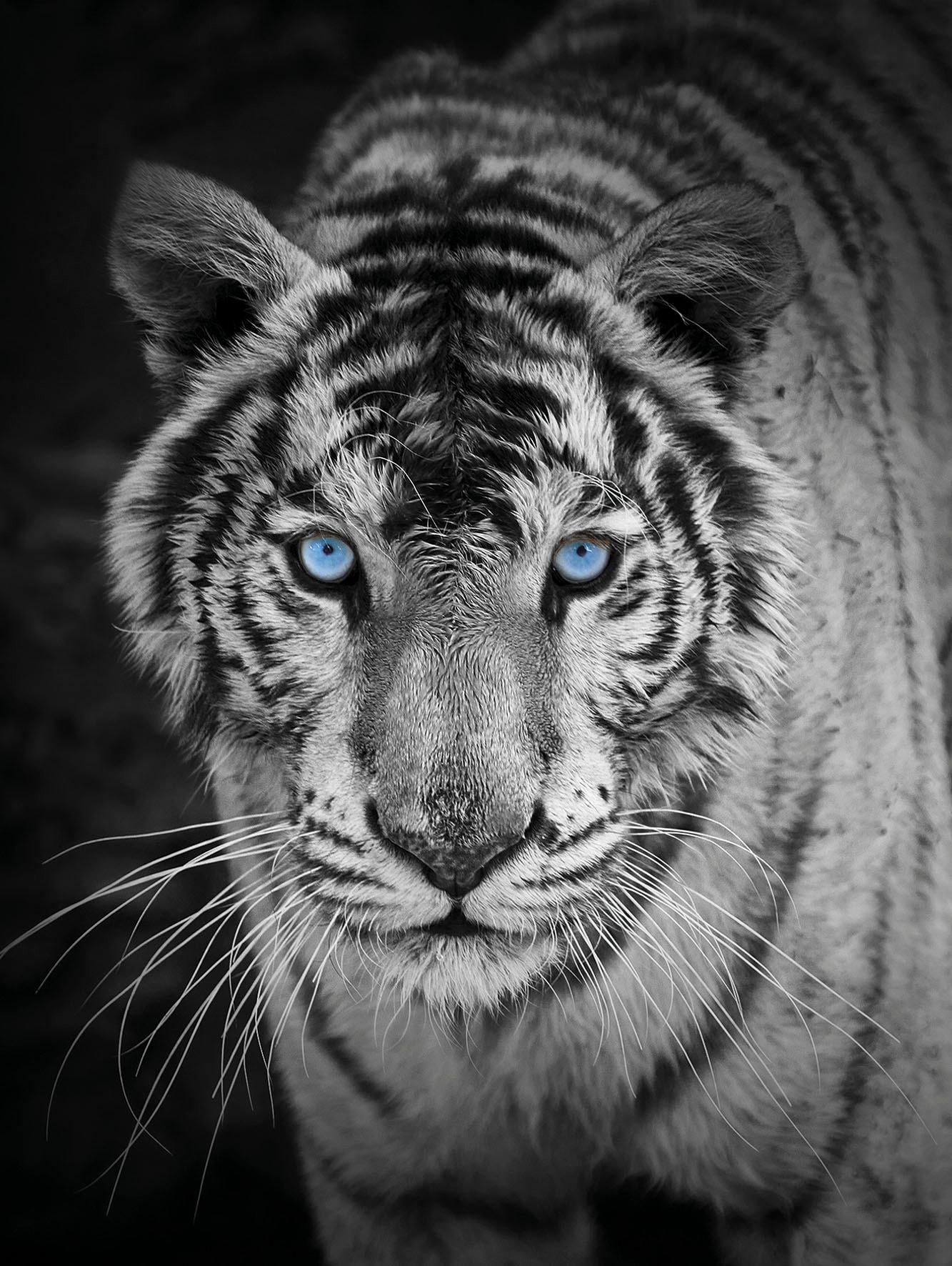 Image of KiNZLER Wohndecke "Mikrofaser Fotodruck "Tiger"" Kuscheldecke, bedruckt, 150x200 cm