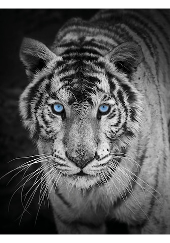 Wohndecke »Mikrofaser Fotodruck "Tiger"«