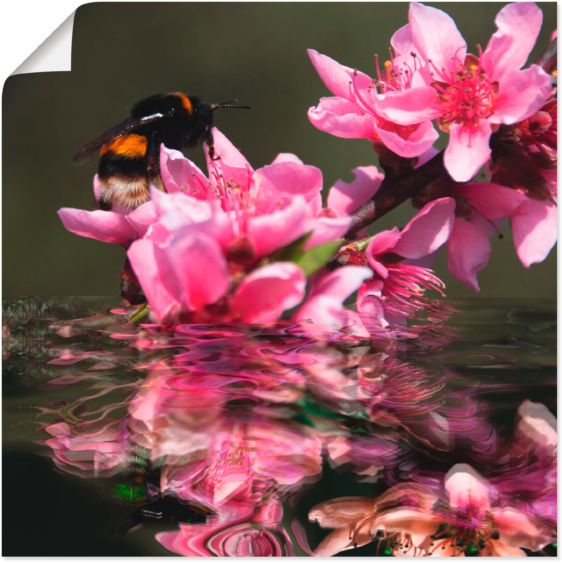 Image of Artland Wandbild »Pfirsichblüte mit Hummel«, Blumen, (1 St.), in vielen Grössen & Produktarten - Alubild / Outdoorbild für den Aussenbereich, Leinwandbild, Poster, Wandaufkleber / Wandtattoo auch für Badezimmer geeignet bei Ackermann Versand Schweiz