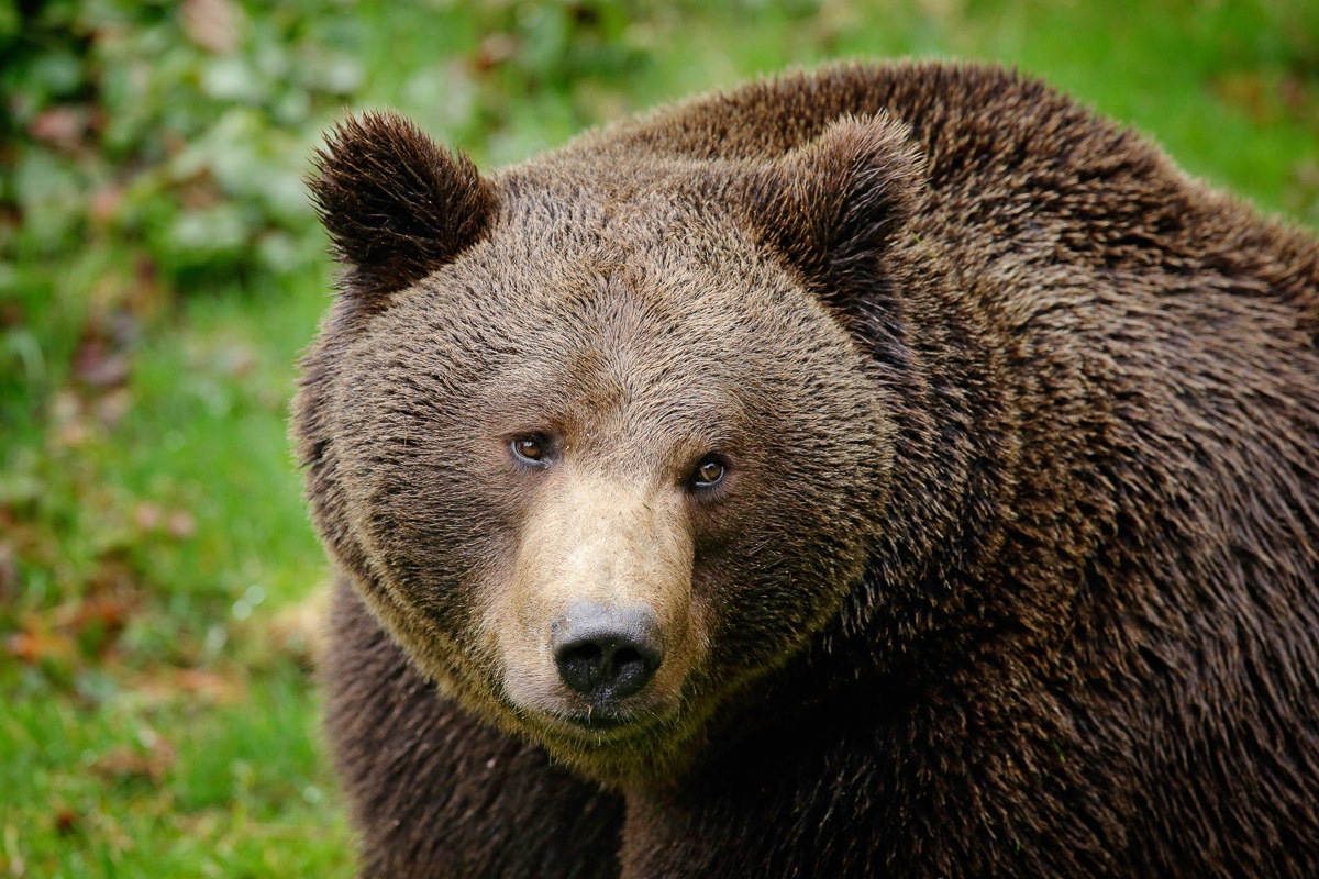 Image of Papermoon Fototapete »Braunbär«, Vliestapete, hochwertiger Digitaldruck, inklusive Kleister bei Ackermann Versand Schweiz