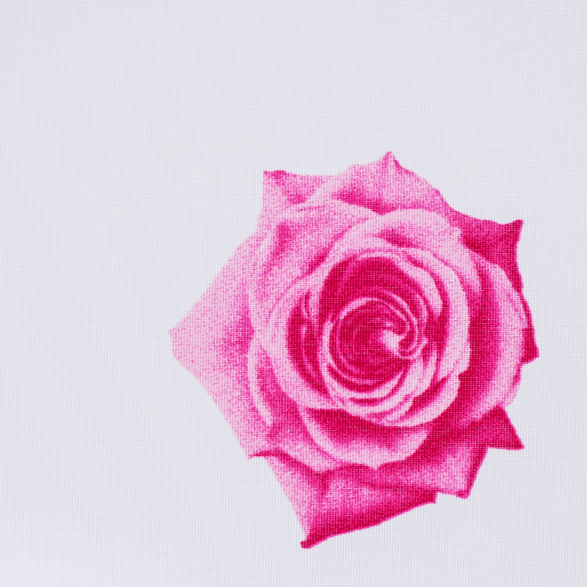 Liedeco Seitenzugrollo »Rosen«, Lichtschutz, freihängend, Seitenzugrollo,  Kettenzugrollo, Dekorrollo - Rosen pink jetzt kaufen